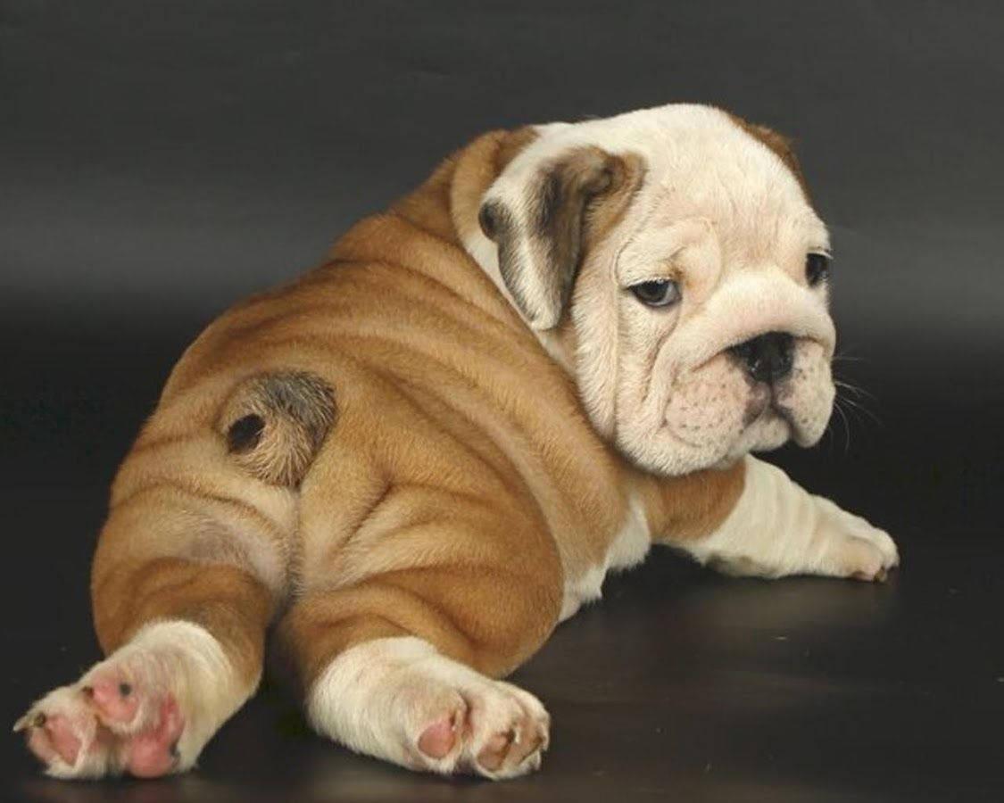 1125x900 Download English Bulldog Puppies Back Wallpaper