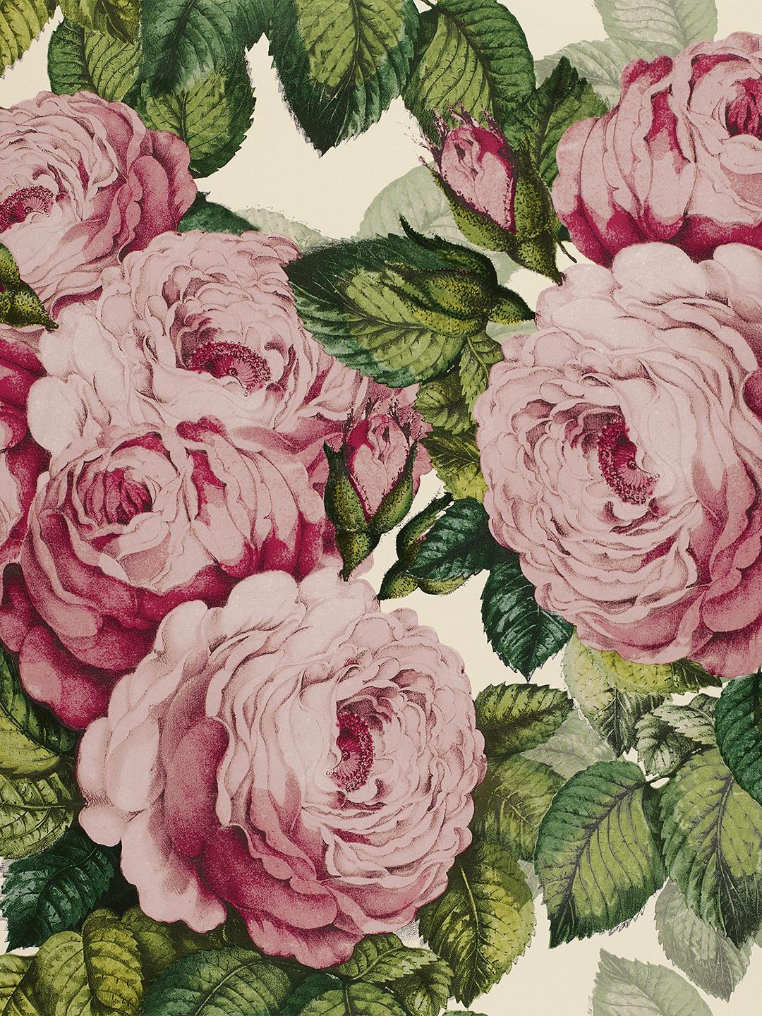 Antique Rose Wallpapers Top Free Antique Rose Backgrounds