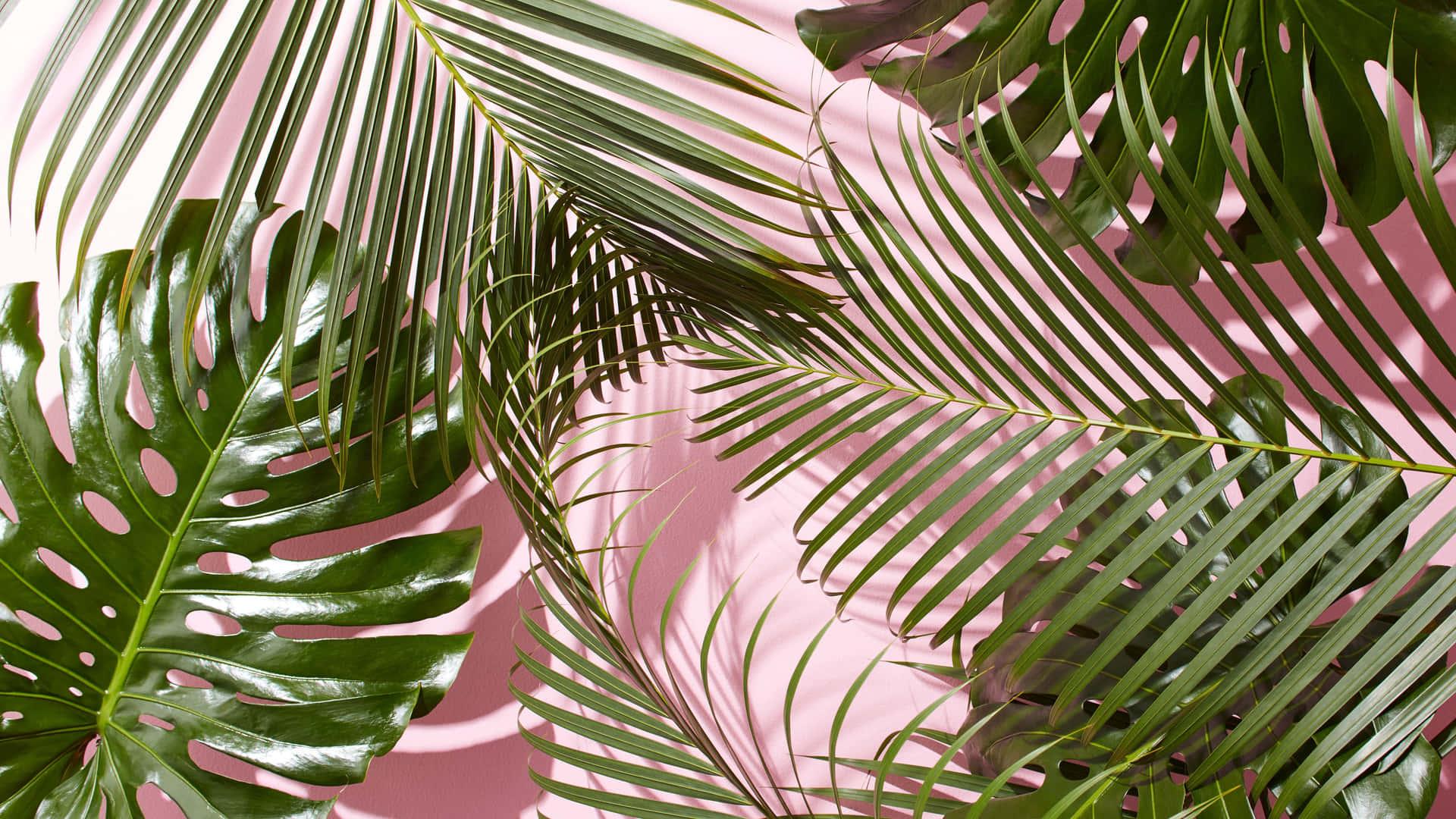 1920x1080 Download Tropical Plants Leaves Desktop Wallpaper