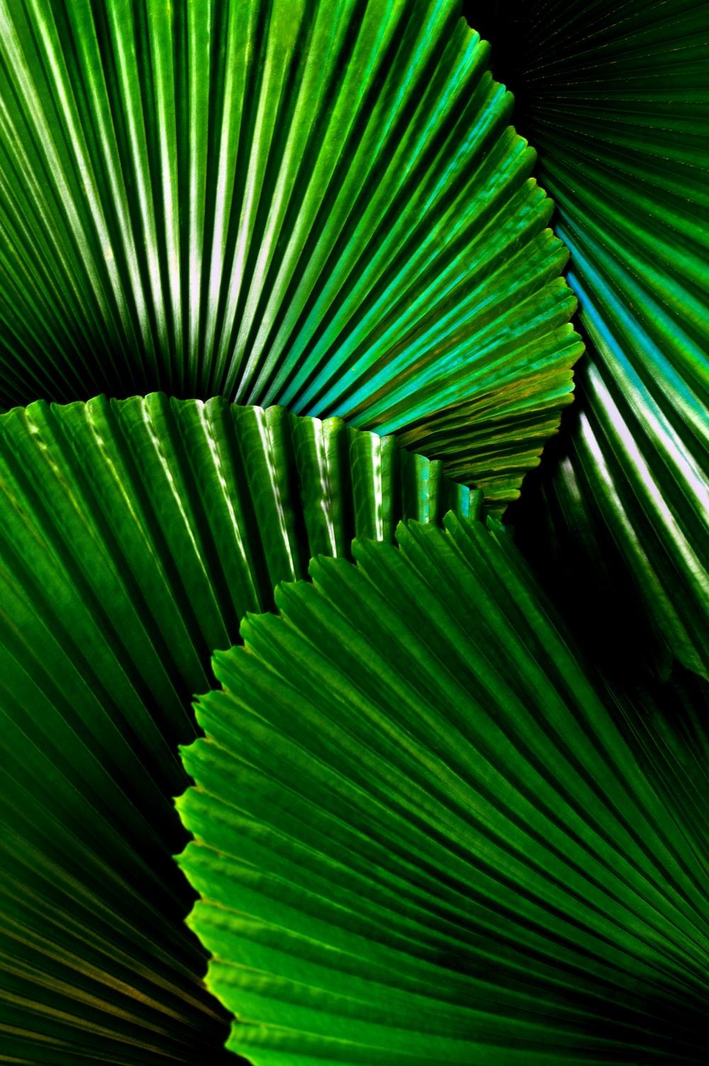 1000x1503 Tropical Foliage Picture. Download Free Image
