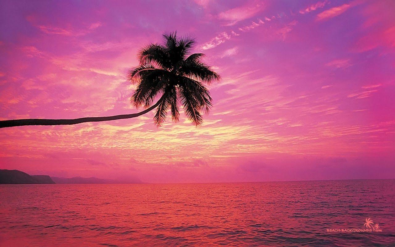 Pink Tropical Beach Wallpapers - Top Free Pink Tropical Beach