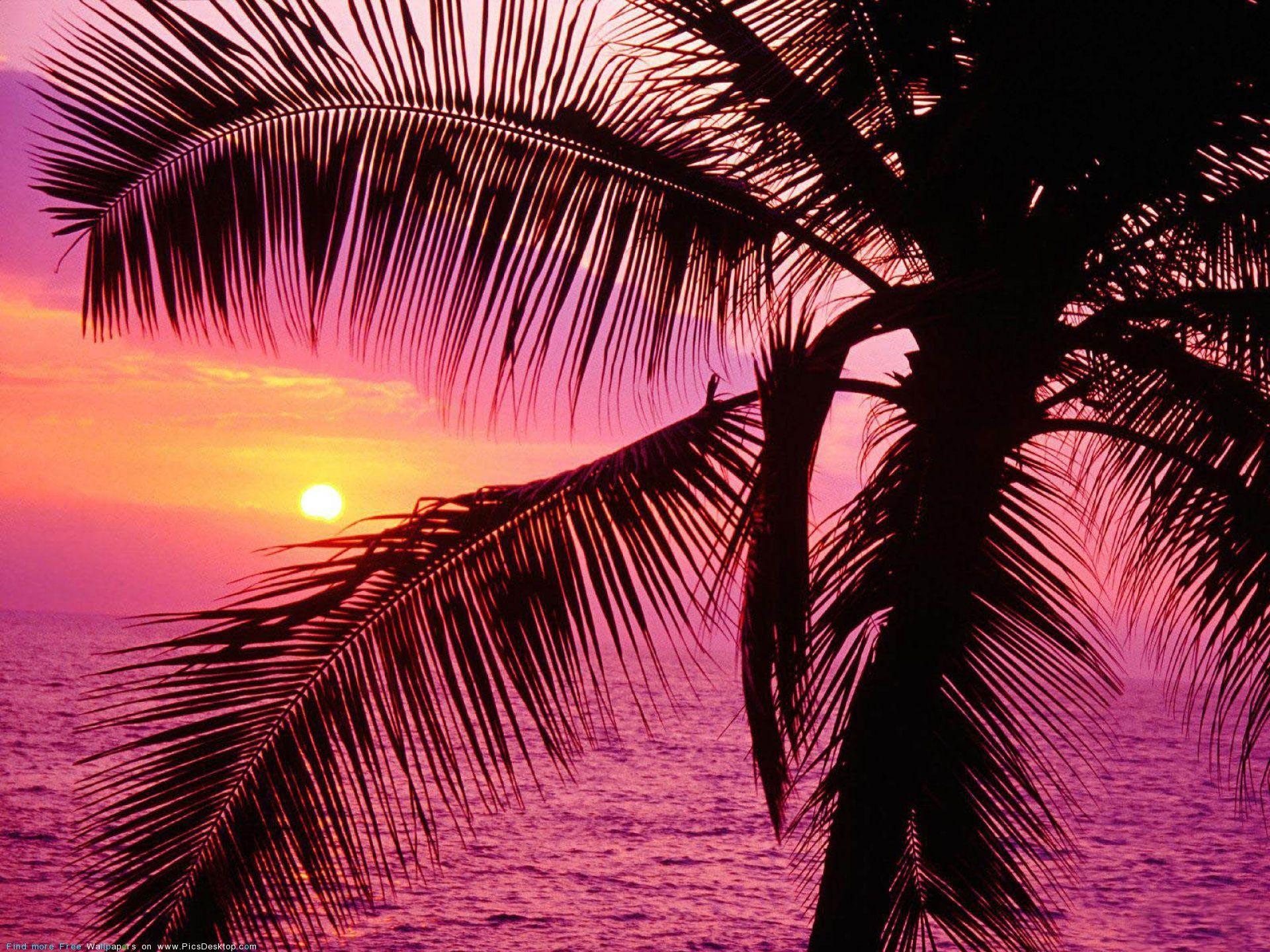 Pink Tropical Beach Wallpapers - Top Free Pink Tropical Beach