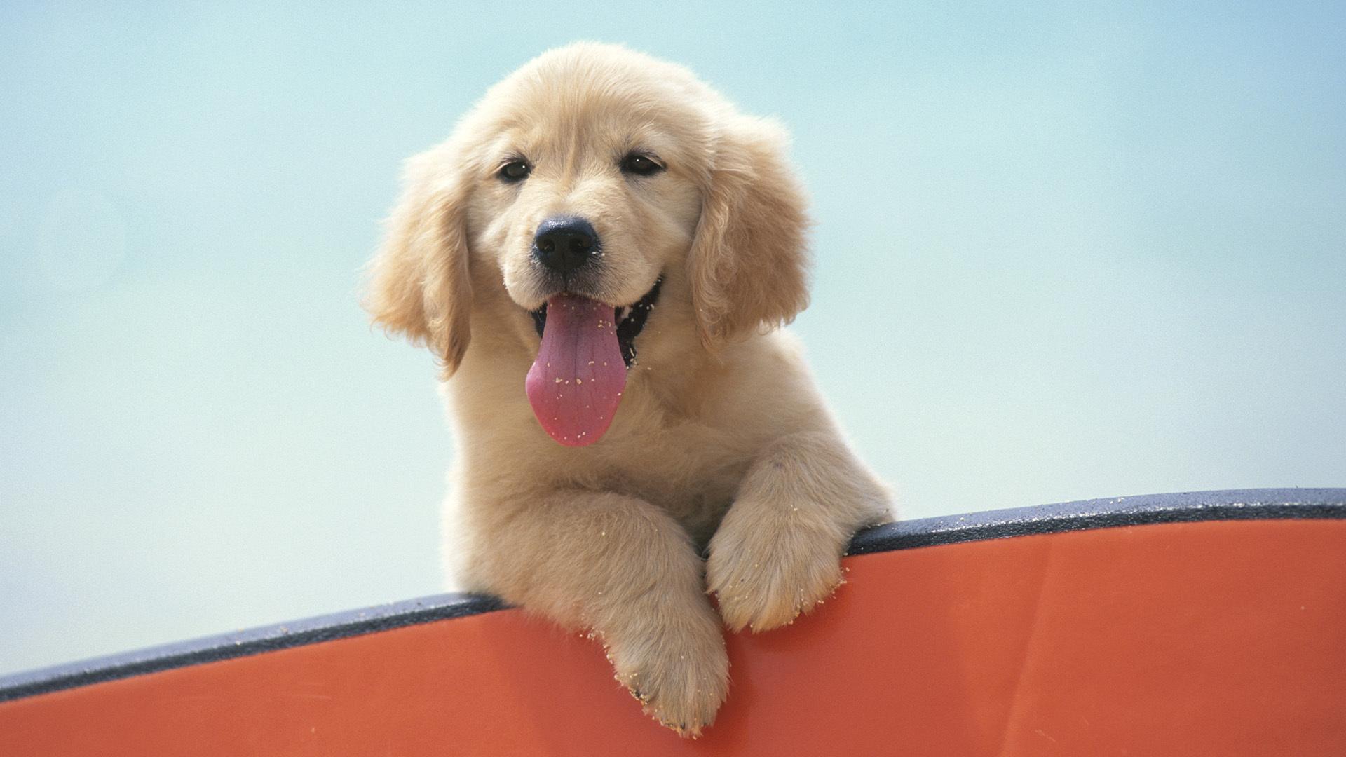 1920x1080 Download Dogs wallpaper for mobile phone, free Dogs HD picture