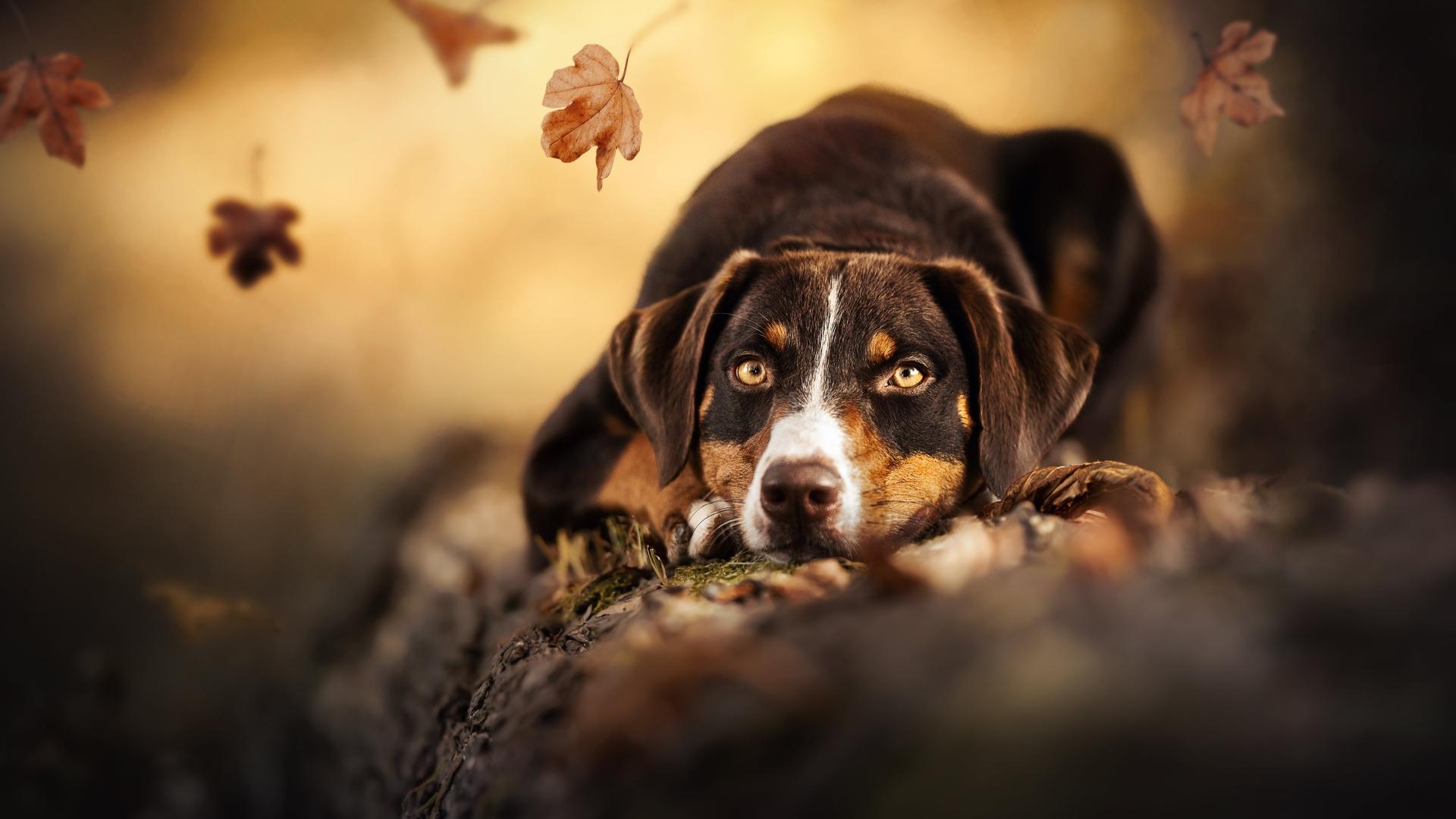 1920x1080 Cute Dog 4k 1080P Laptop Full HD Wallpaper, HD Animals 4K Wallpaper, Image, Photo and Background