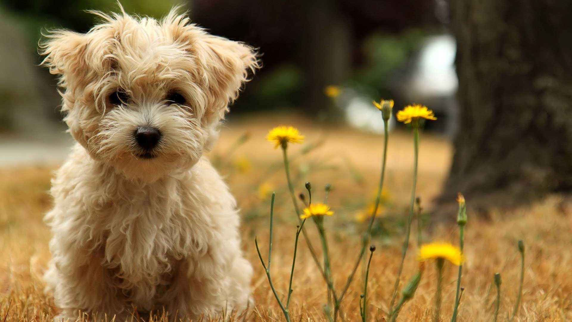 1920x1080 Cute Dog Wallpaper HD Free download