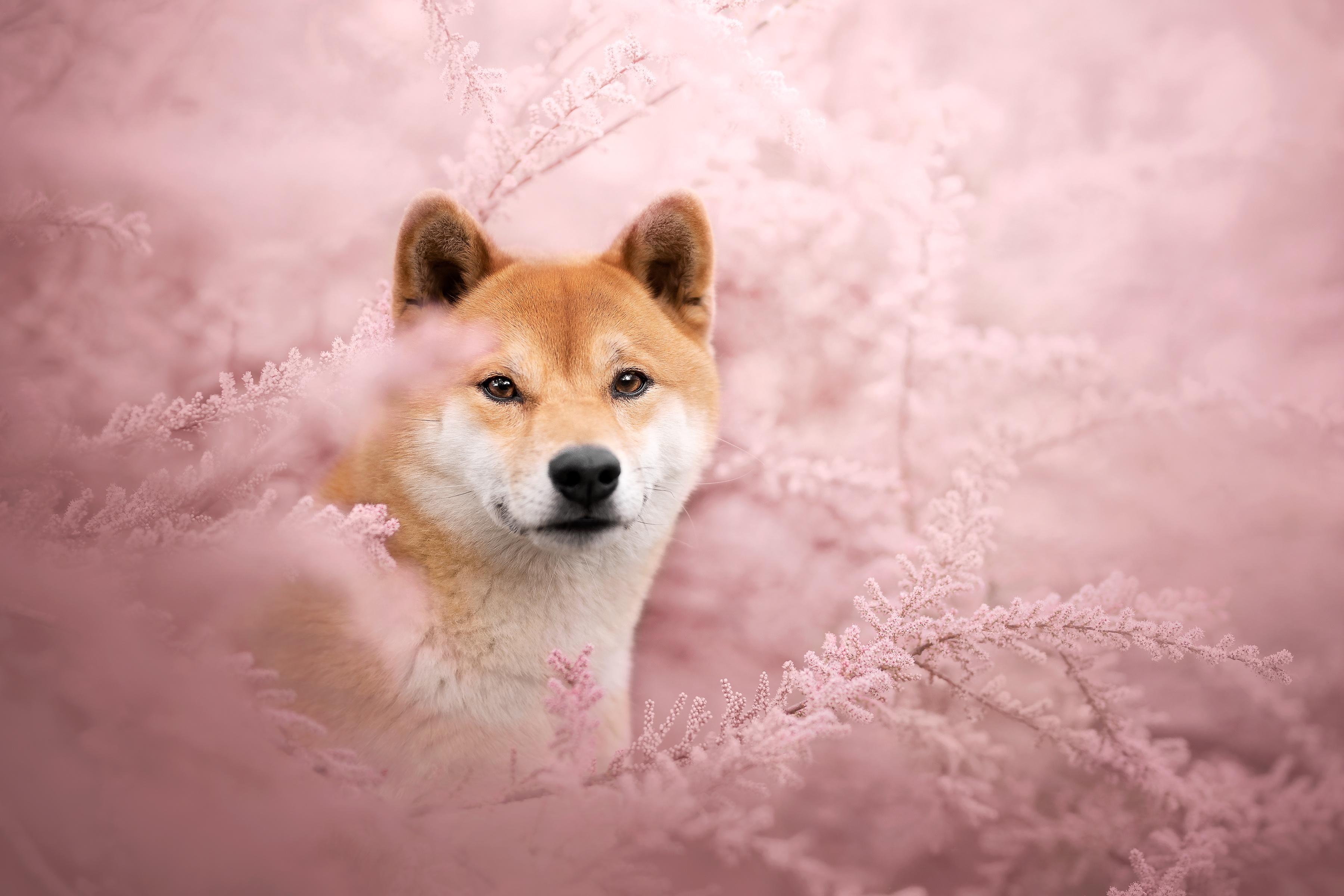 3600x2400 Shiba Inu HD Gallery HD Wallpaper