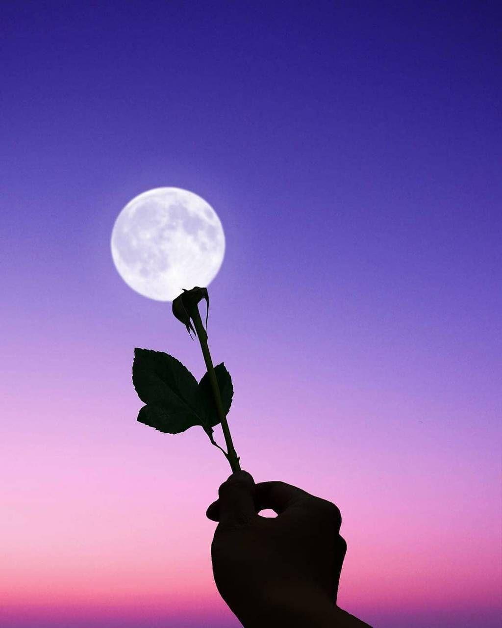 Moonlight Flower Wallpapers - Top Free Moonlight Flower Backgrounds