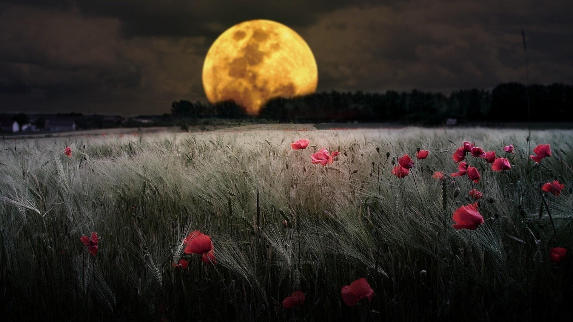 Moonlight Flower Wallpapers - Top Free Moonlight Flower Backgrounds