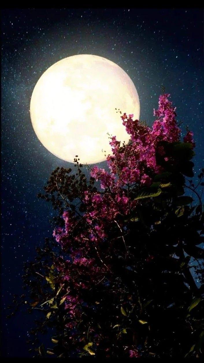 Moonlight Flower Wallpapers - Top Free Moonlight Flower Backgrounds