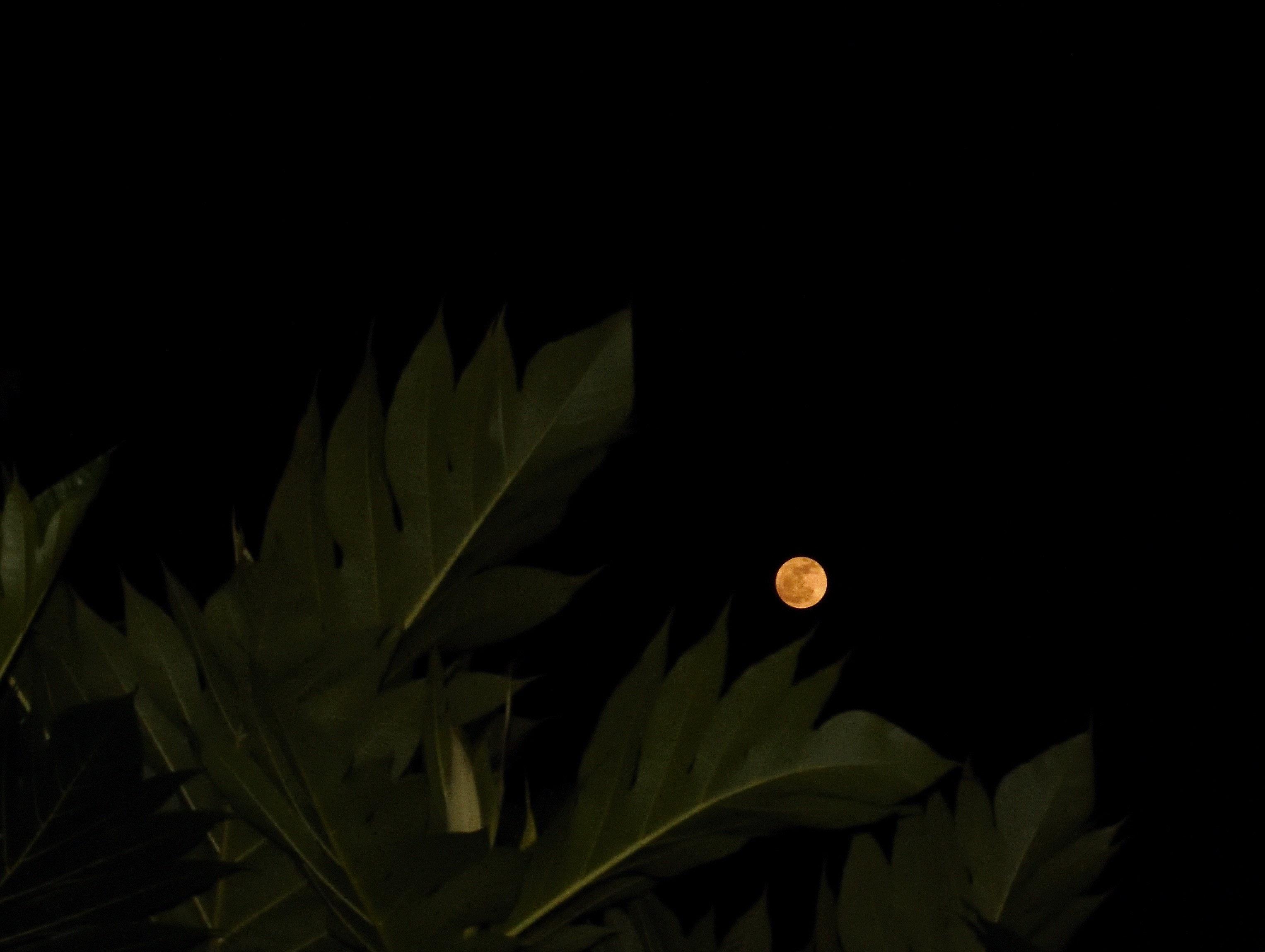 3054x2298 Free Image : leaf, darkness, flora, plant, night, sky, computer wallpaper, grass, midnight, moonlight, flower, tree 3054x2298