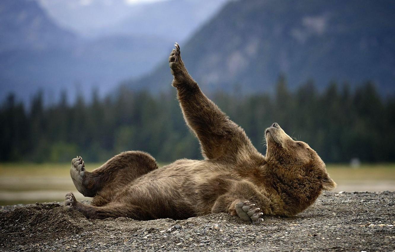 1332x850 Wallpaper nature, animal, earth, predator, Alaska, Bear, lies, Grizzly image for desktop, section животные