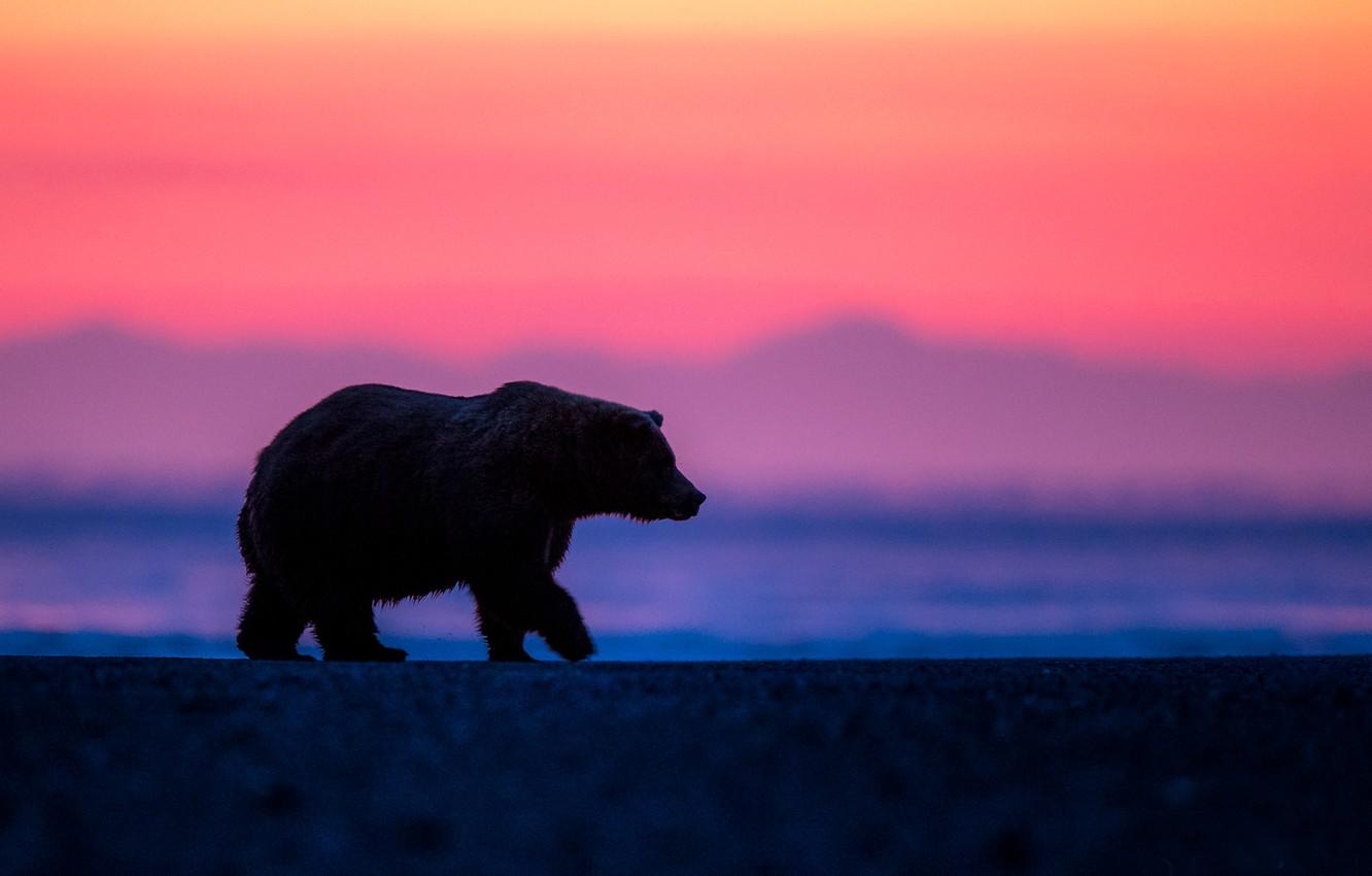 1332x850 Wallpaper dawn, morning, bear, Alaska image for desktop, section животные