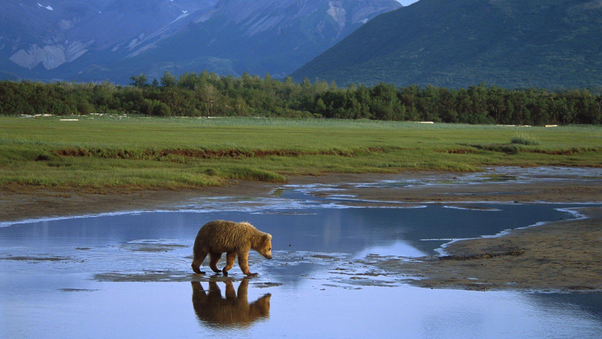 1920x1080 alaska, Crossing, Grizzly, Bears, National, Park Wallpaper HD / Desktop and Mobile Background