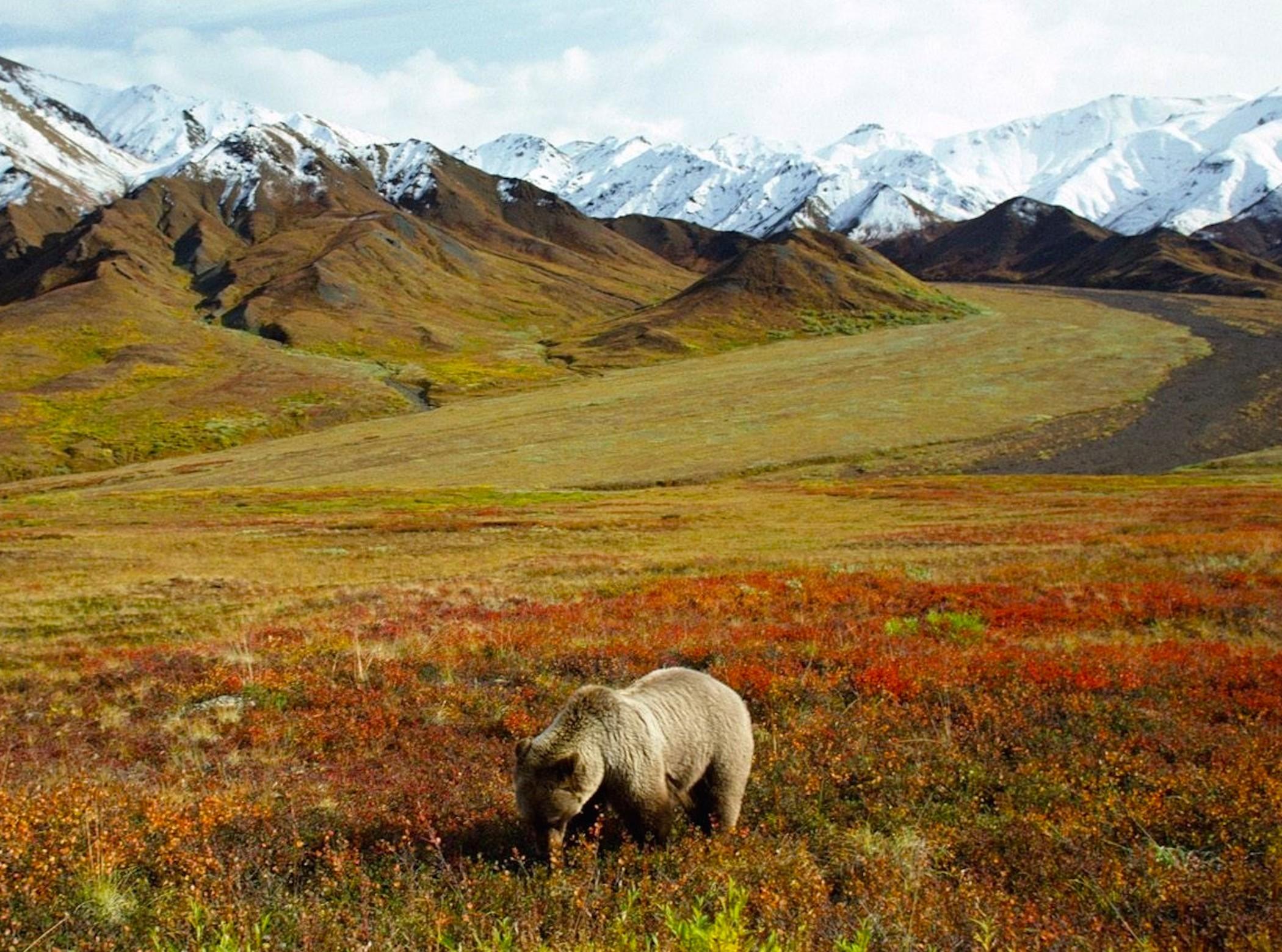 2100x1560 Free download Grizzly Bear Foraging Alaska Wallpaper Free Downloads [2100x1560] for your Desktop, Mobile & Tablet. Explore Alaska Wallpaper Free. Alaska Background, Alaska Wallpaper, Alaska Wallpaper HD