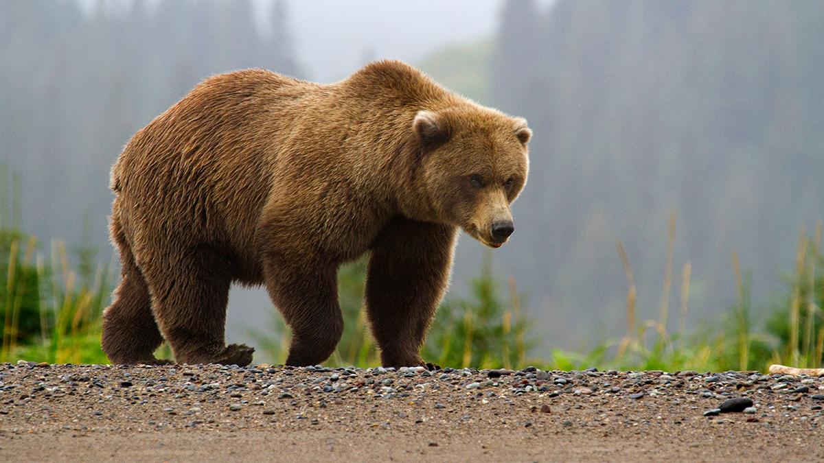 1200x675 Brown Bears Clark National Park & Preserve (U.S. National Park Service)