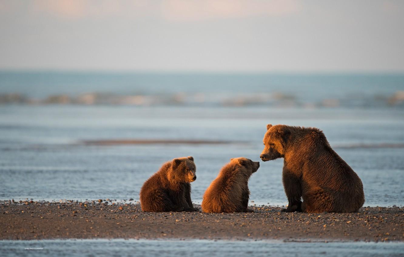 1332x850 Wallpaper bears, Alaska, bears, bear, cubs, Cook Inlet, National Park and preserve lake Clark image for desktop, section животные