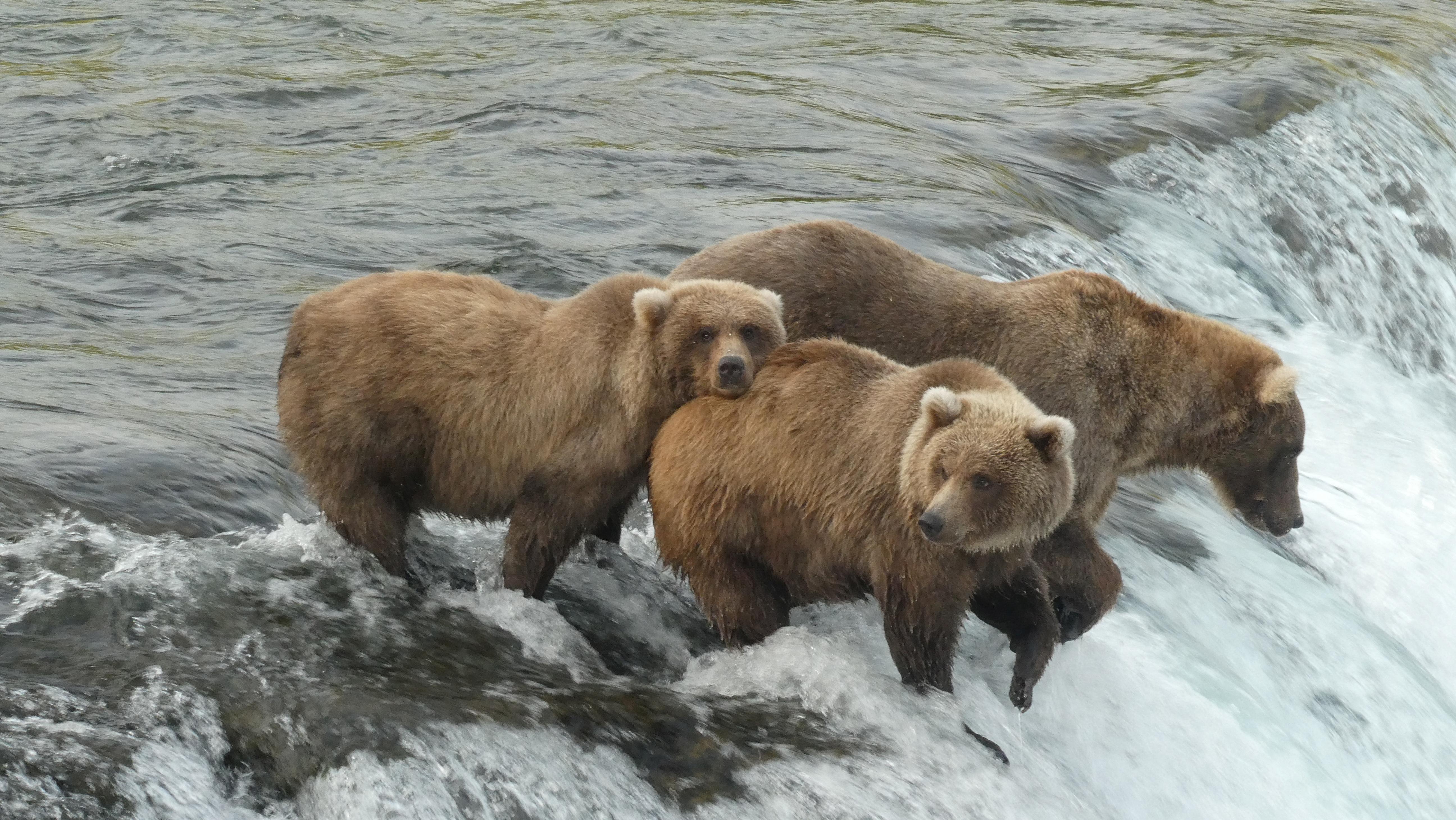 5184x2920 Ahead of winter hibernation, Alaska celebrates Fat Bear Week