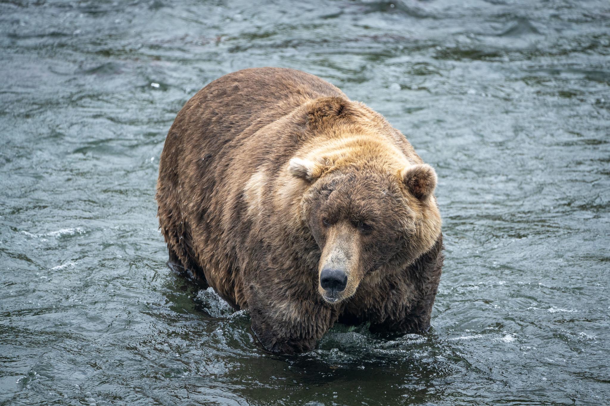 2048x1365 What Is Fat Bear Week?