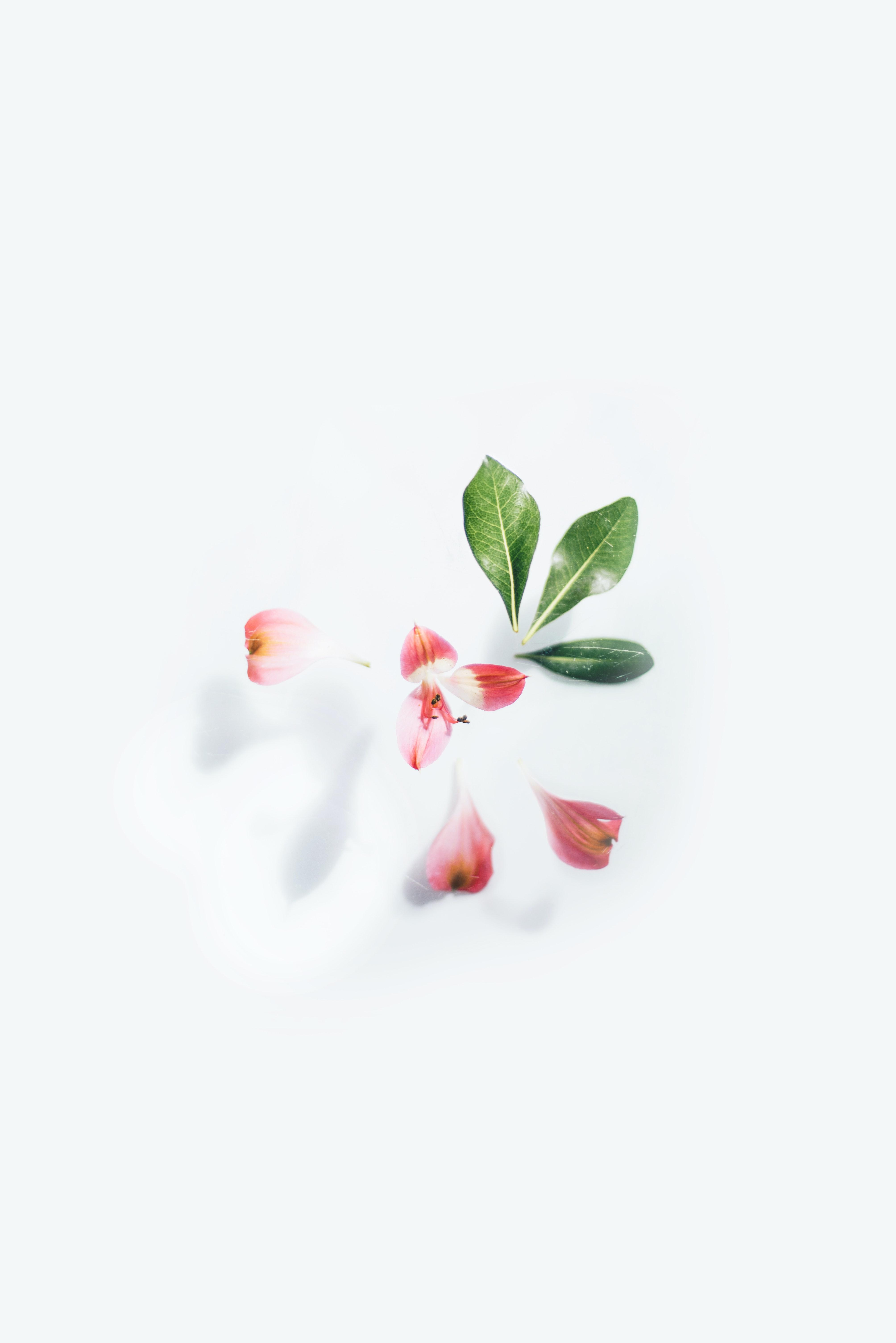 4016x6016 White Background Photo, Download The BEST Free White Background & HD Image