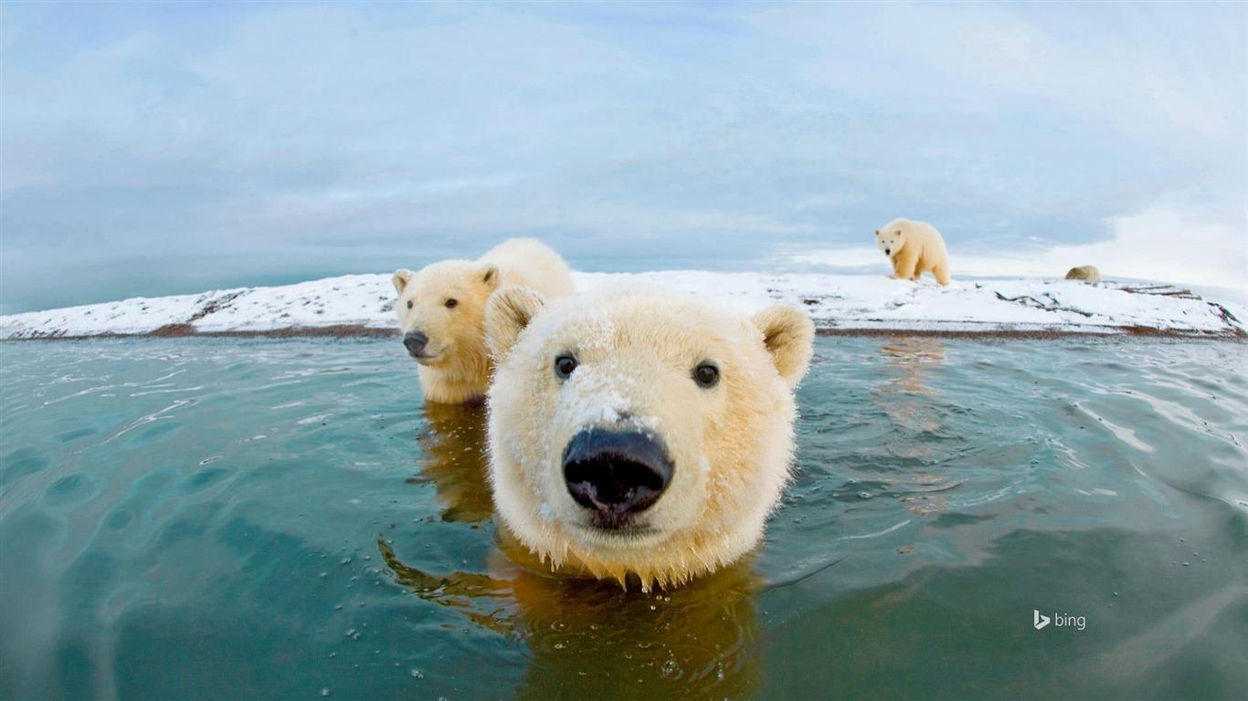 1366x768 Alaska Polar Bear Bing Desktop Wallpaper