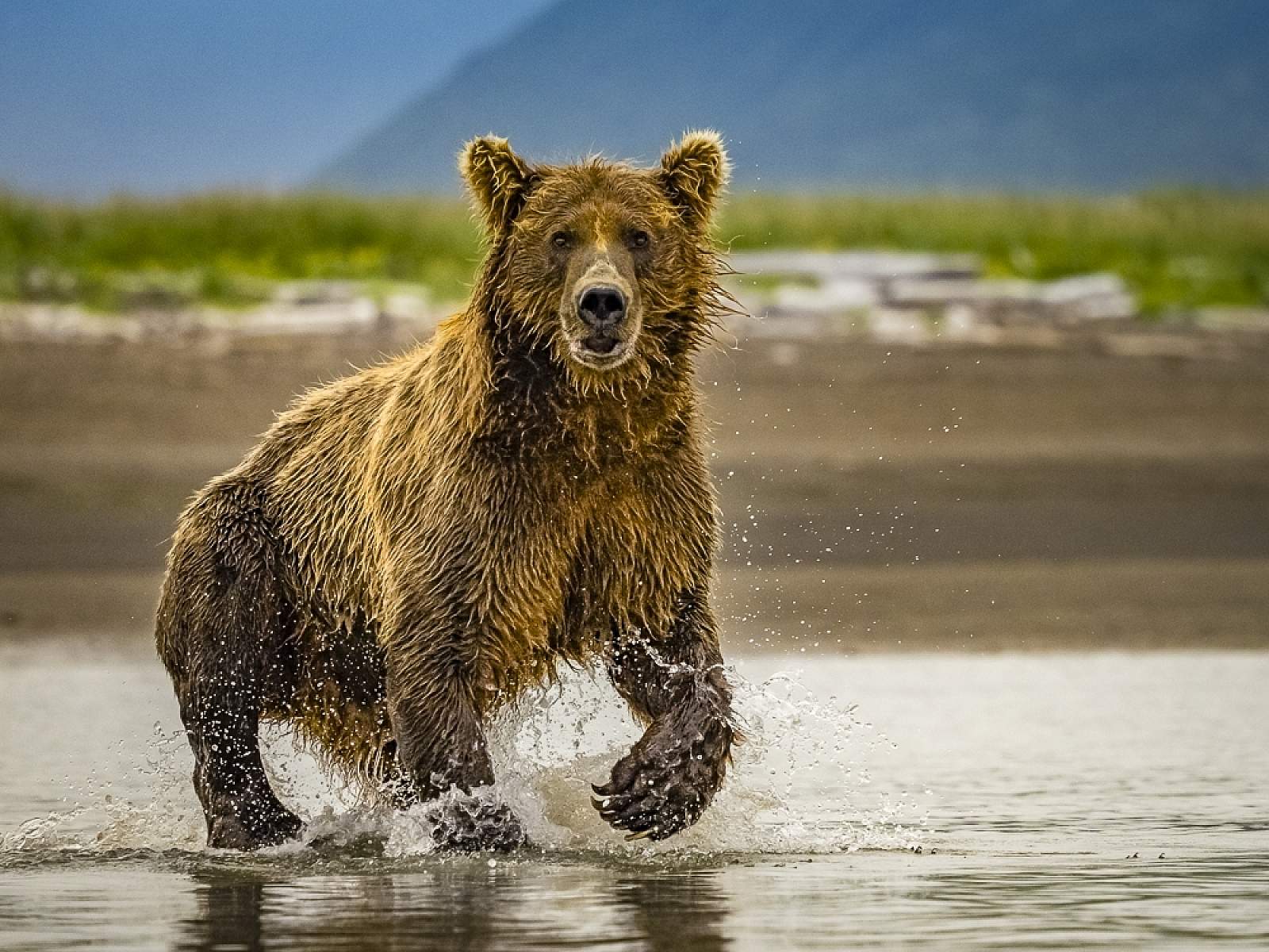 1600x1200 Alaska Bear Camp Night / 5 Day All Inclusive