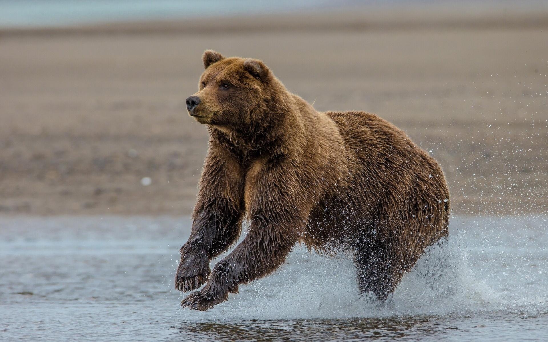 1920x1200 grizzly, Bear, Lake, Clark, Alaska Wallpaper HD / Desktop and Mobile Background