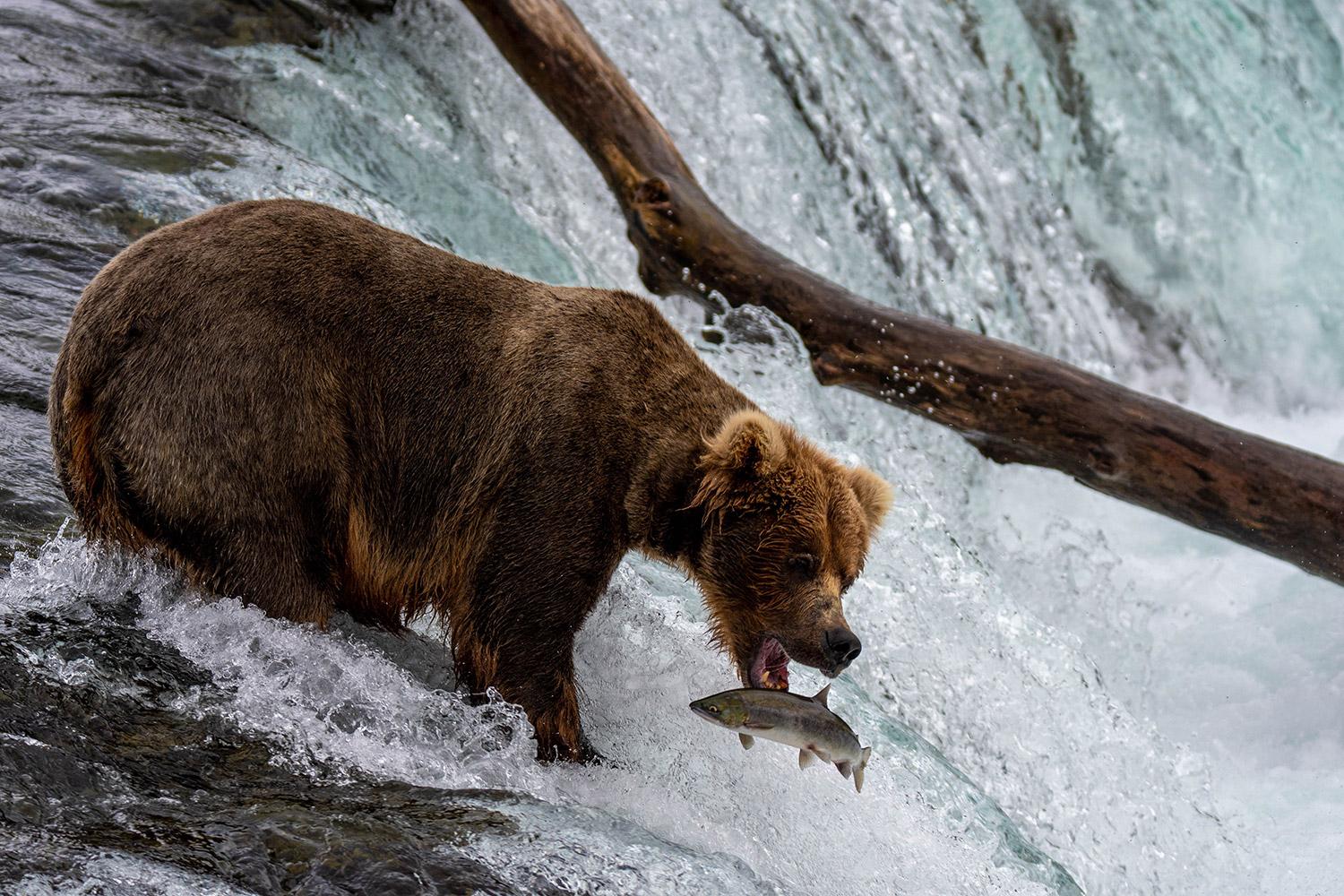 1500x1000 Tips for Photographing Bears in Alaska