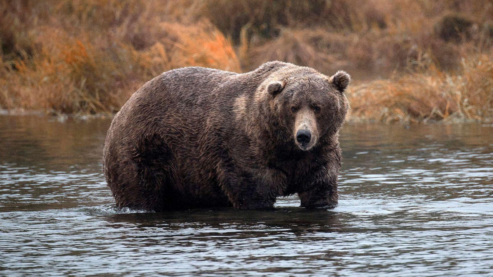 1600x900 9 Year Old Boy Seriously Injured In Bear Attack While Hunting In Alaska: Troopers