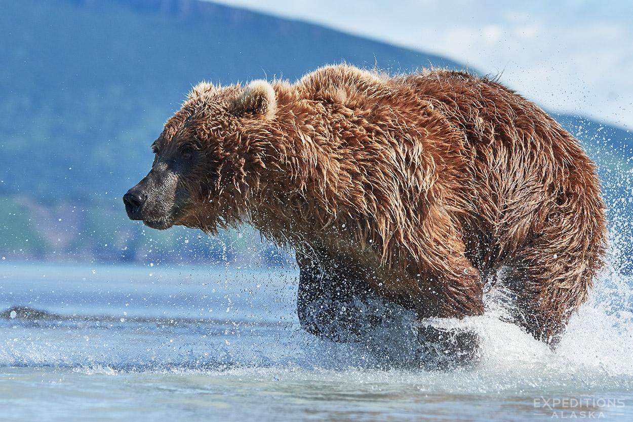 1250x833 Expeditions Alaska Favorite photo 2018 bear photo eagle photo
