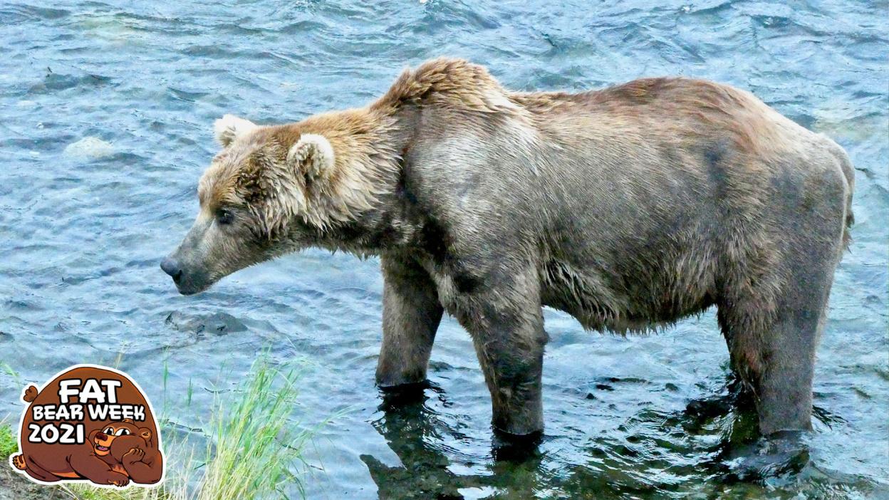 1248x702 This fat bear's before and after photo are stunning
