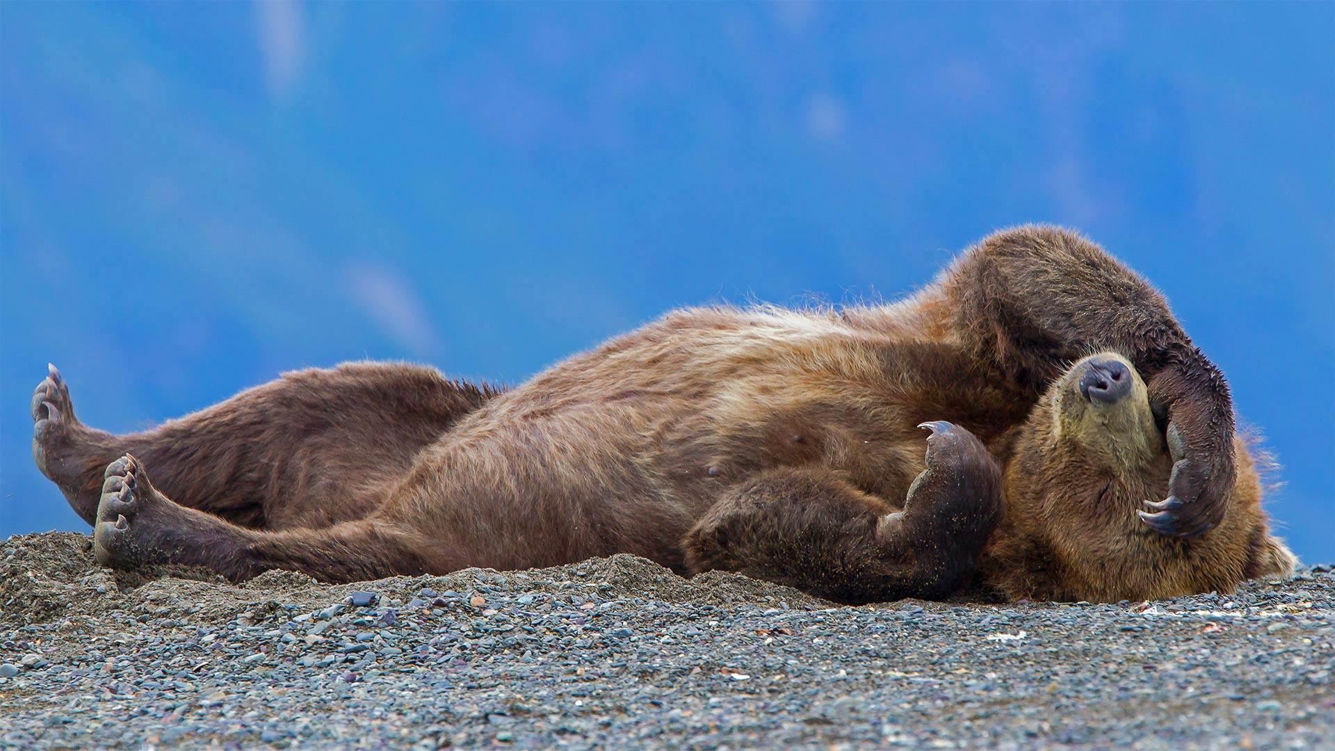 1920x1080 Grizzly bear cub relaxing Lake Clark National Park, Alaska, USA [1920x1080]