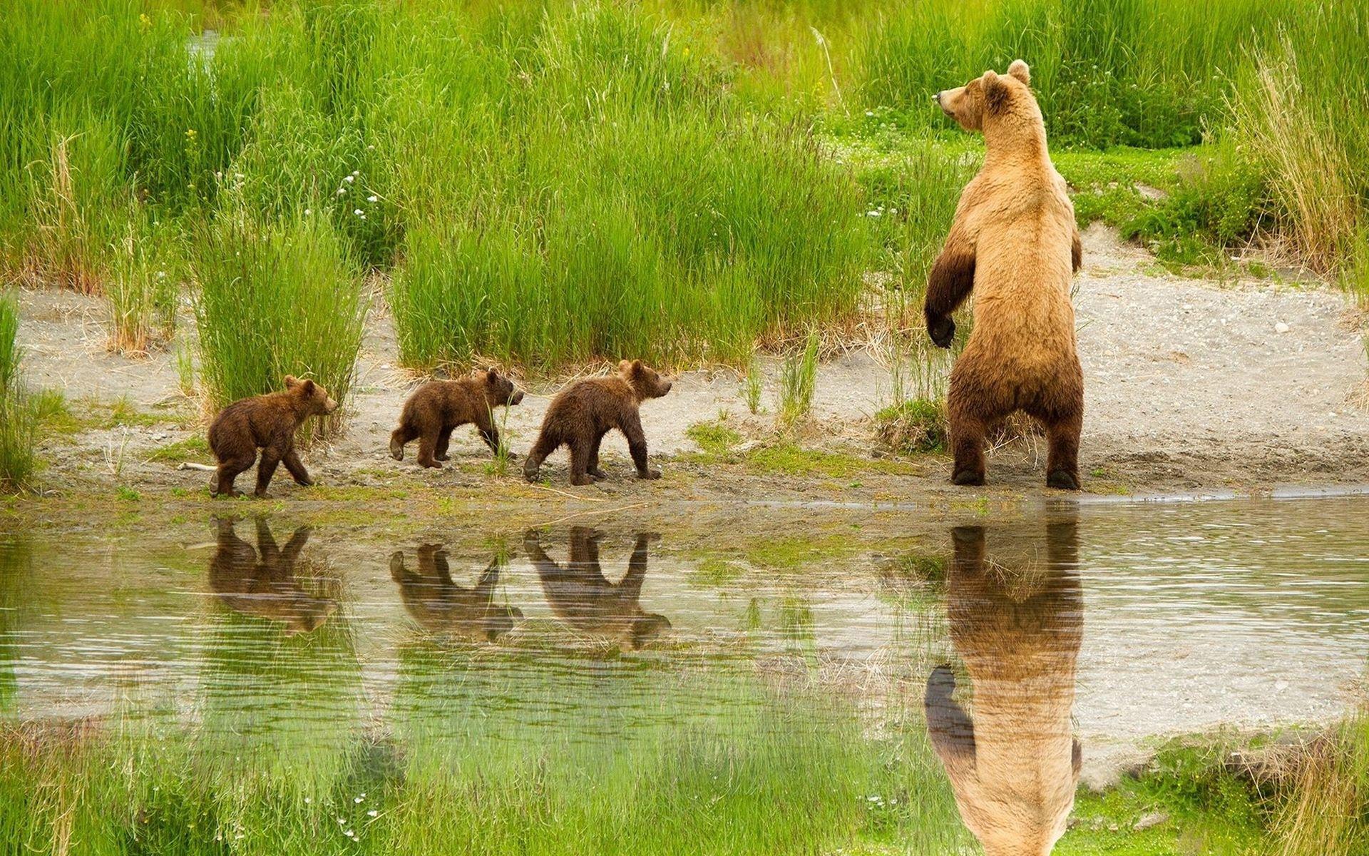 1920x1200 Grizzly Bear HD Wallpaper