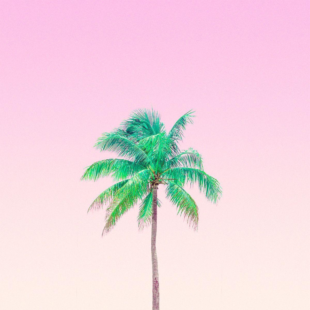 Pink Tropical Beach Wallpapers - Top Free Pink Tropical Beach