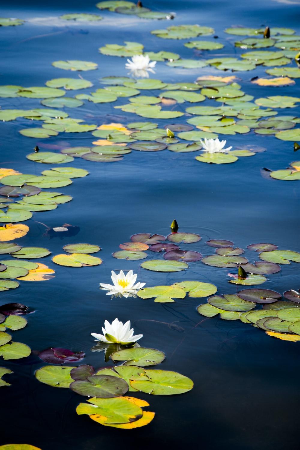 1000x1500 Water Lily Picture. Download Free Image