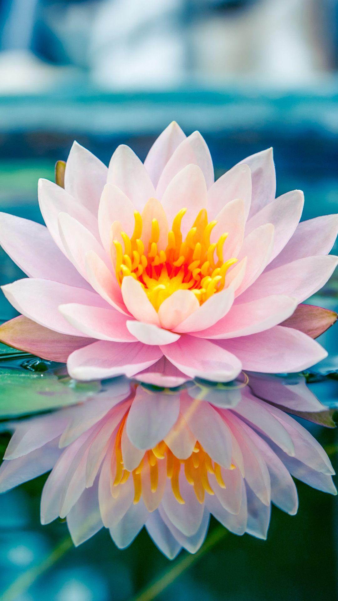 1080x1920 Water Lily Phone Wallpaper