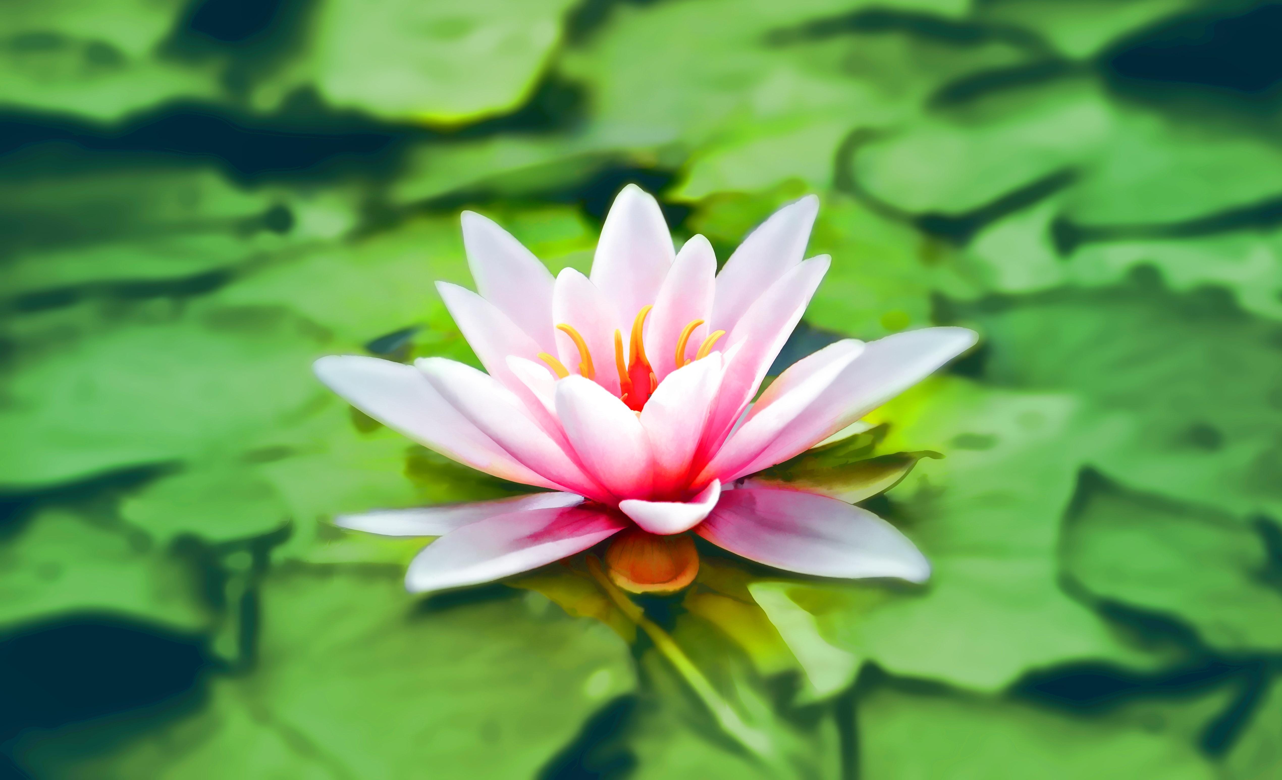 5080x3090 Water Lily Photo, Download The BEST Free Water Lily & HD Image
