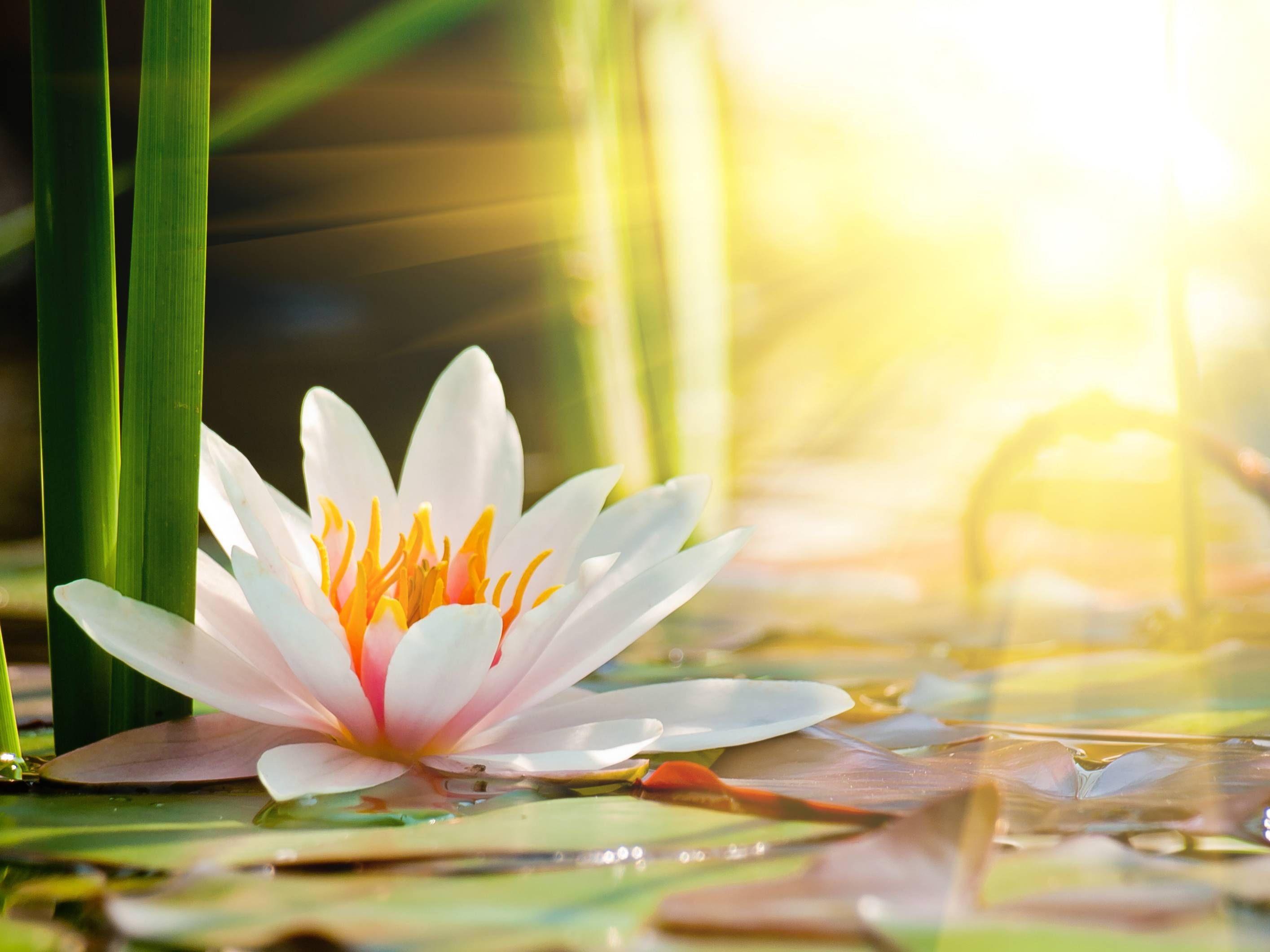 2829x2121 Water Lilies Wallpaper