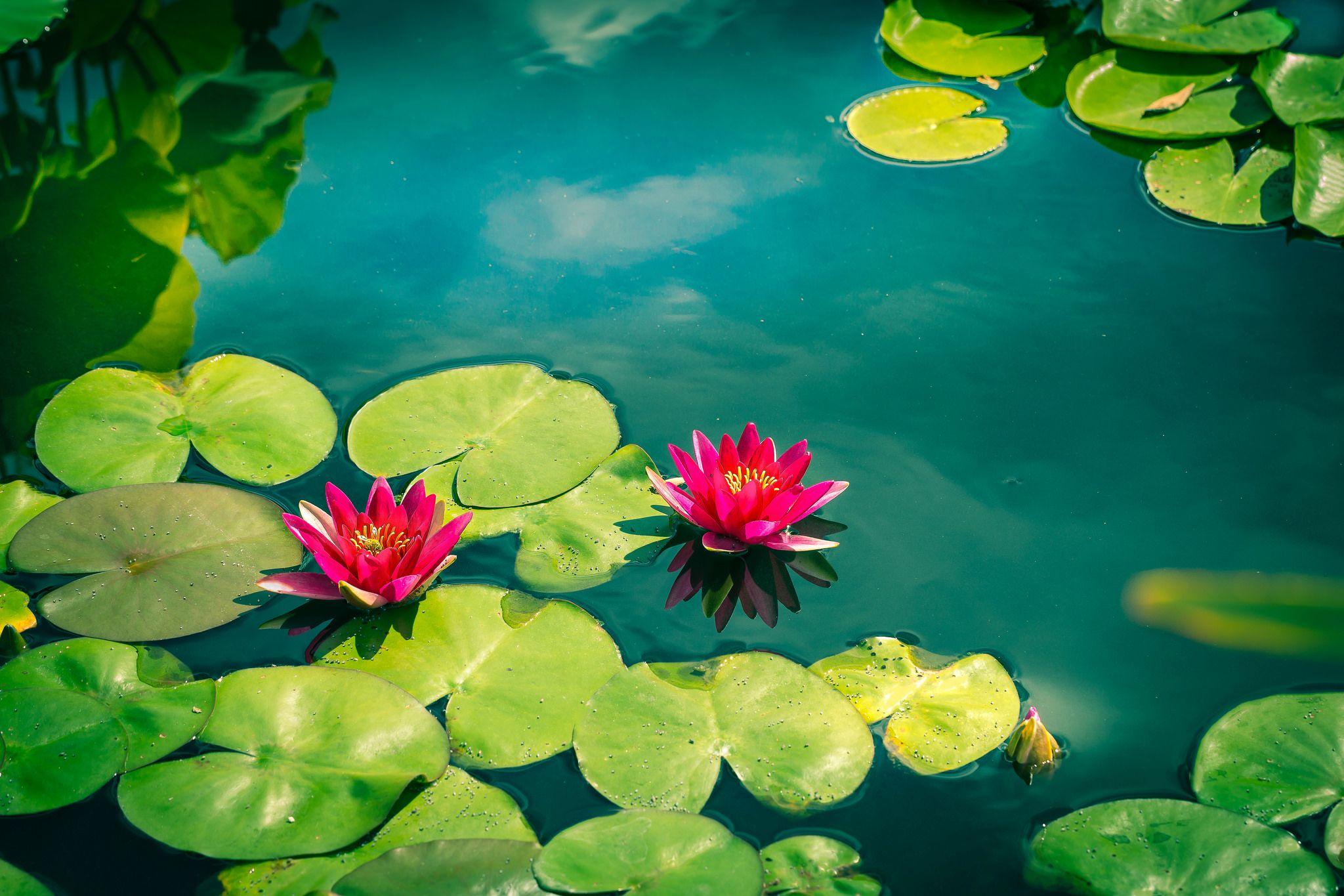 2048x1365 FloWers