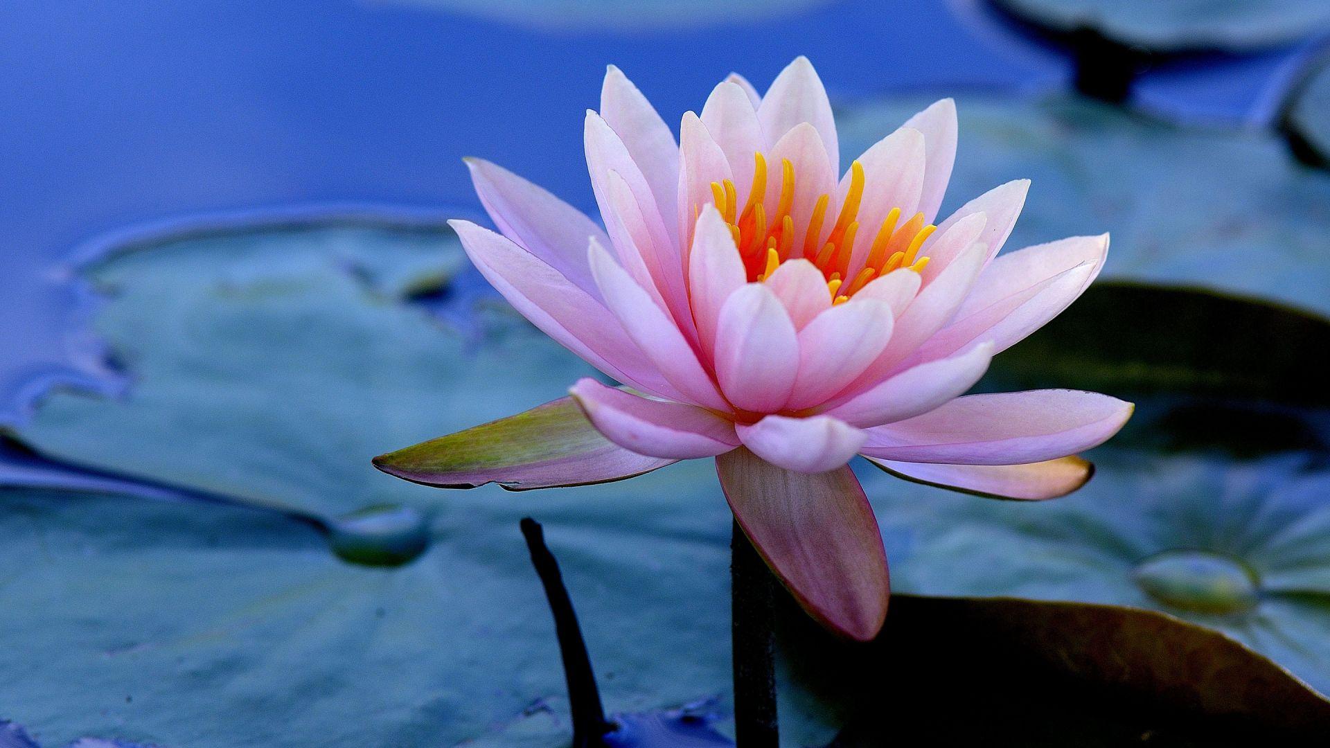 1920x1080 Desktop Wallpaper Water Lilies, Flower, Lake, Bloom, HD Image, Picture, Background, D9bcb5