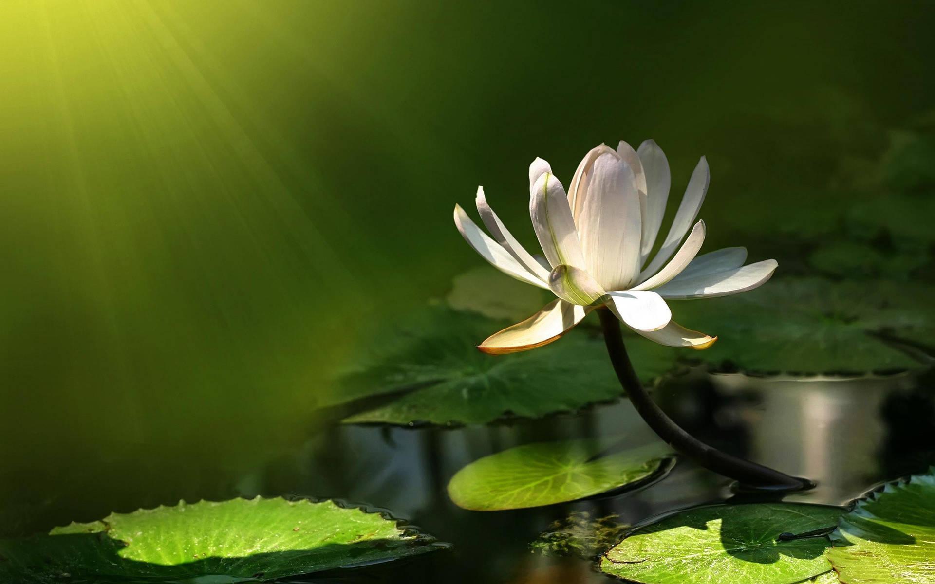 1920x1200 Free Water Lily Wallpaper Downloads, Water Lily Wallpaper for FREE