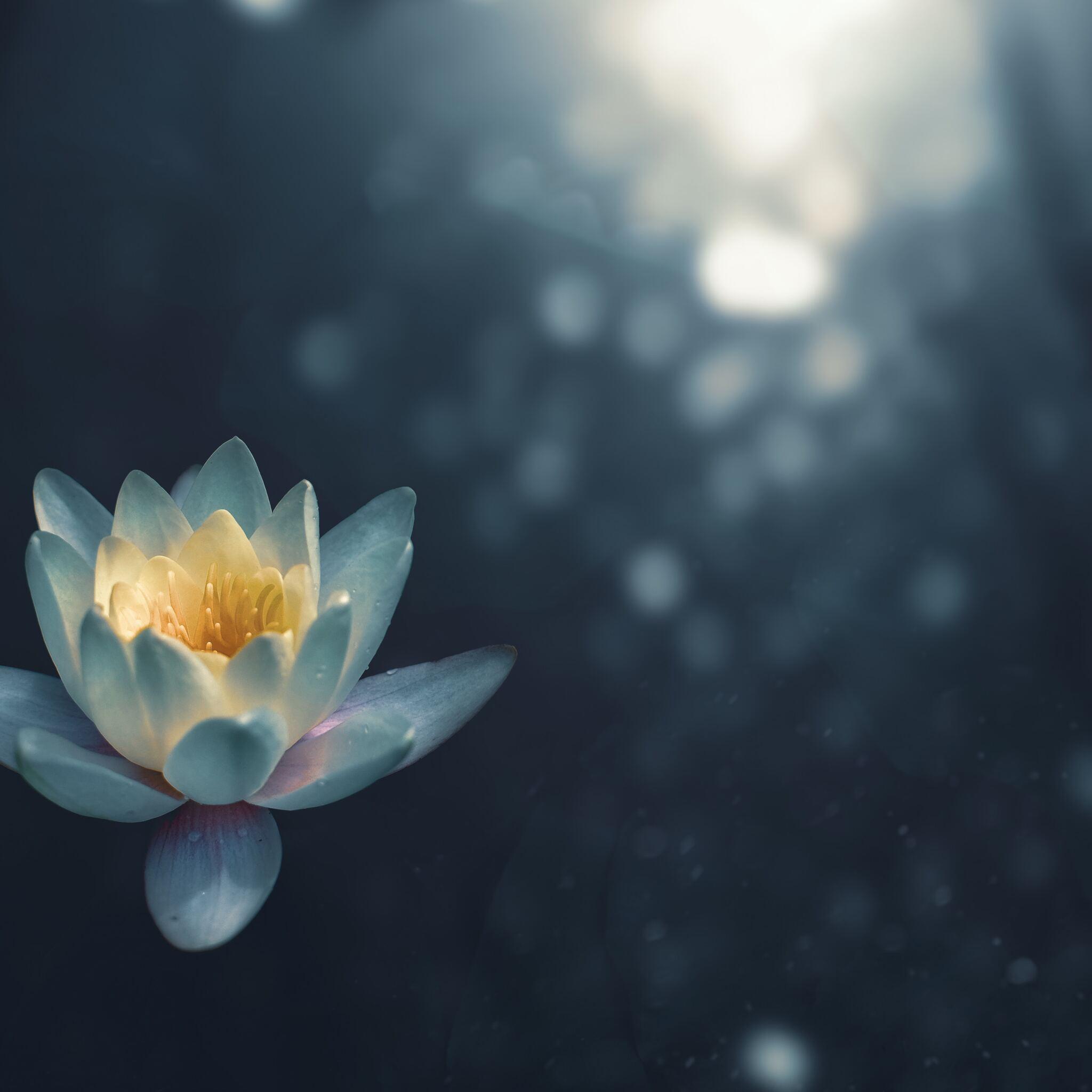 2048x2048 Water Lily iPad Air HD 4k Wallpaper, Image, Background, Photo and Picture