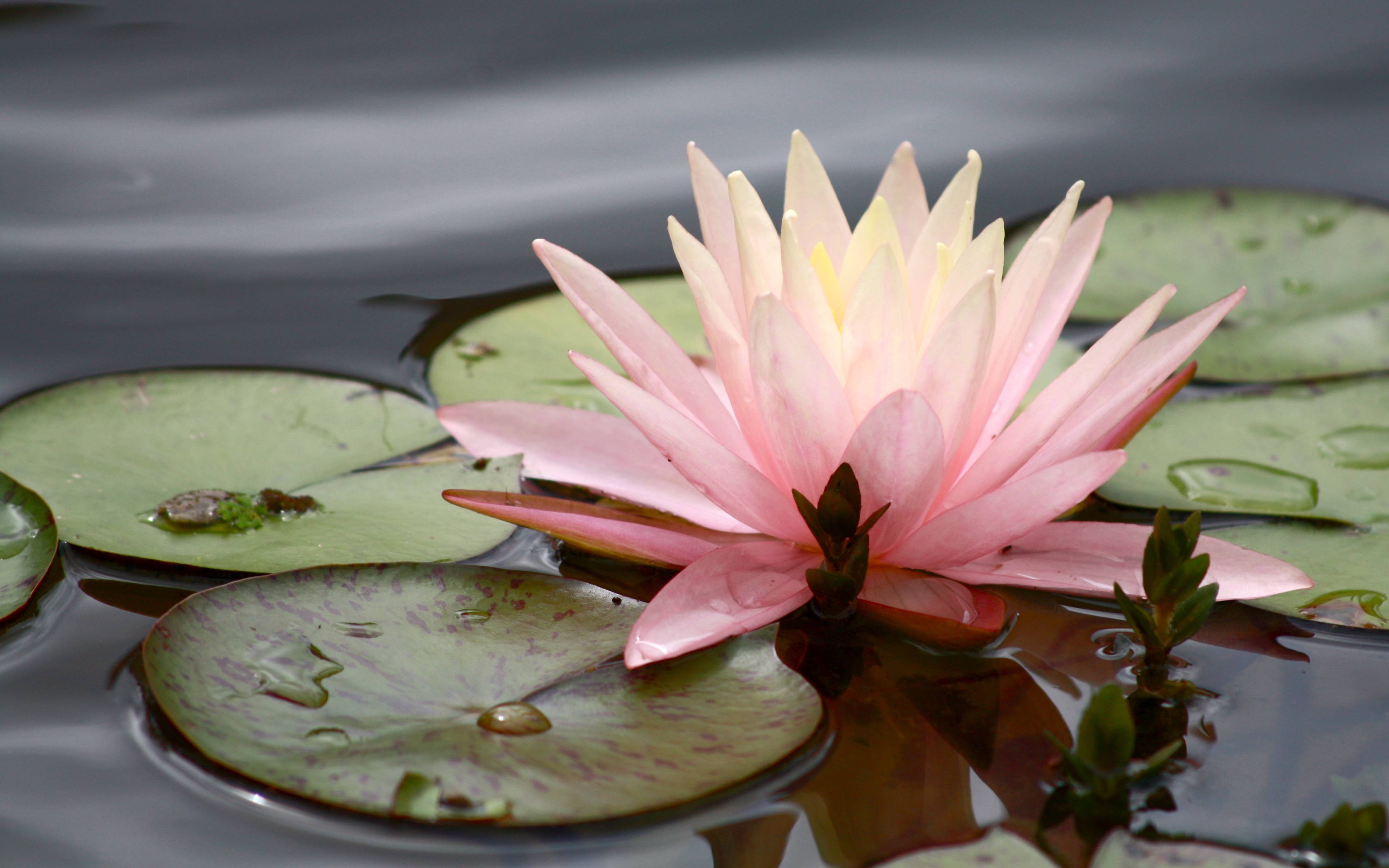 3970x2482 Free download Water Lily Wallpaper [3970x2482] for your Desktop, Mobile & Tablet. Explore Water Lily Wallpaper. Lily Collins Wallpaper, Lily Wallpaper, Stargazer Lily Wallpaper