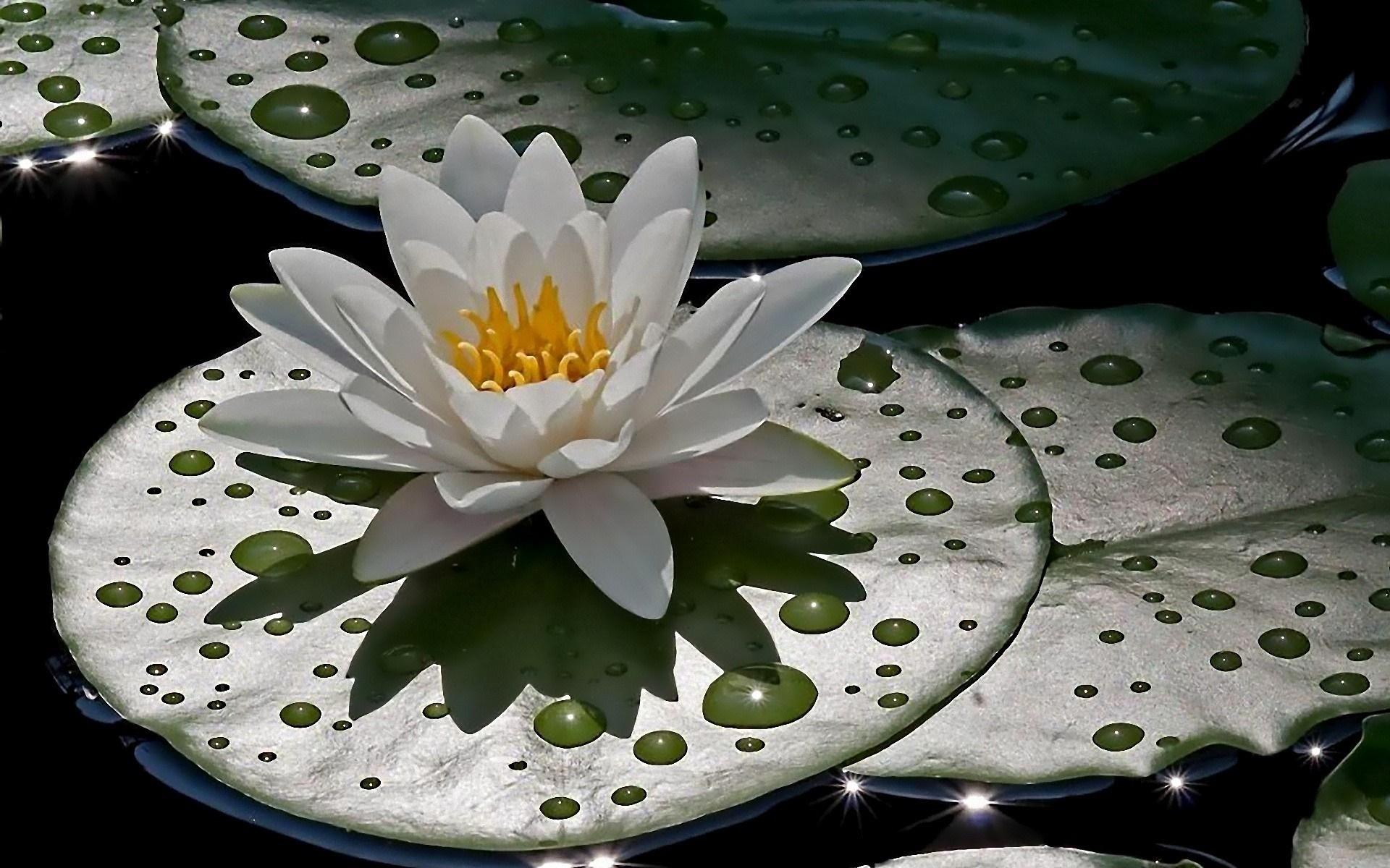 1920x1200 water lilies 1080P, 2k, 4k HD wallpaper, background free download