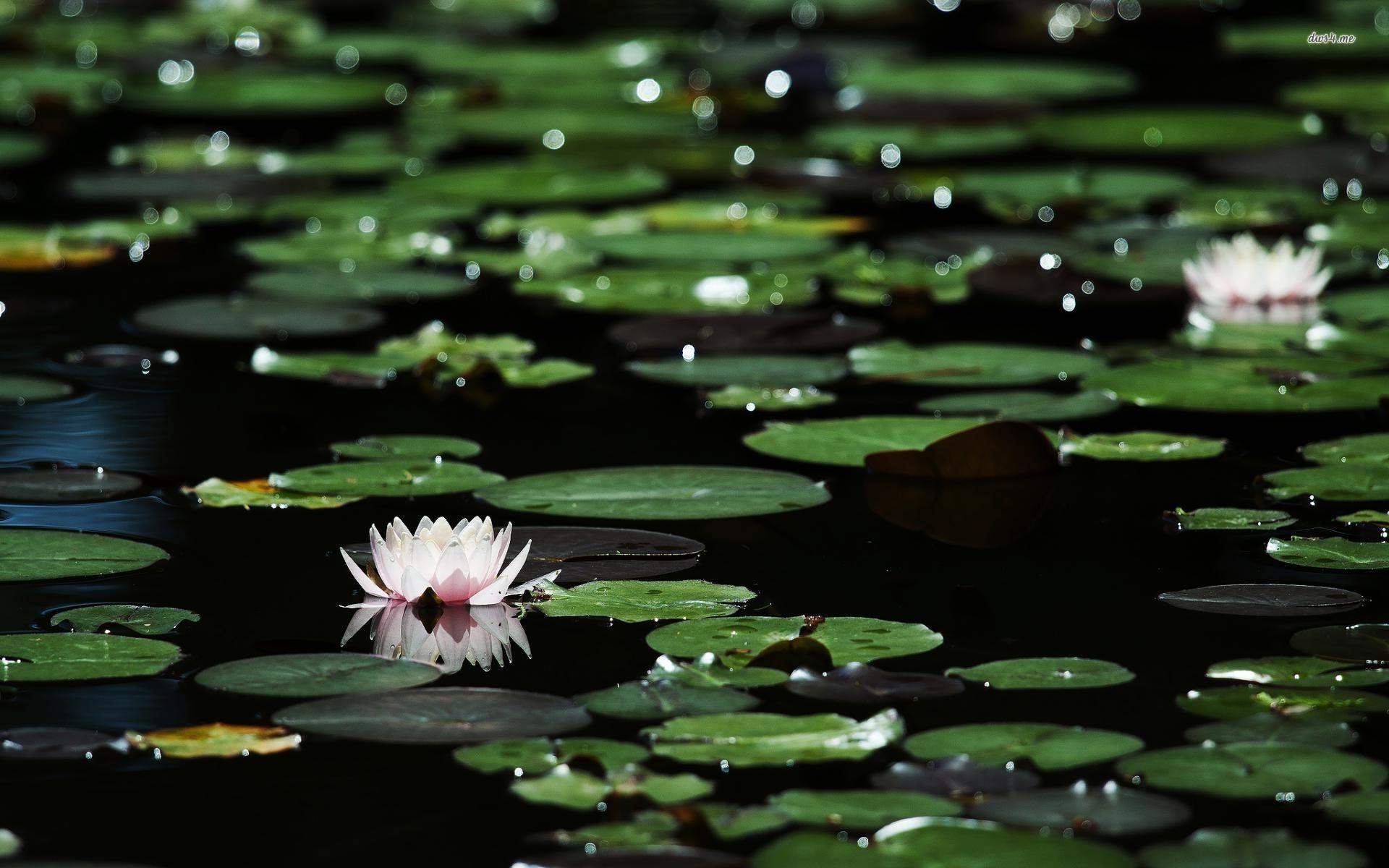 1920x1200 Free download Water lilies wallpaper Flower wallpaper 17101 [1920x1200] for your Desktop, Mobile & Tablet. Explore Water Lily Wallpaper. Lily Collins Wallpaper, Lily Wallpaper, Stargazer Lily Wallpaper