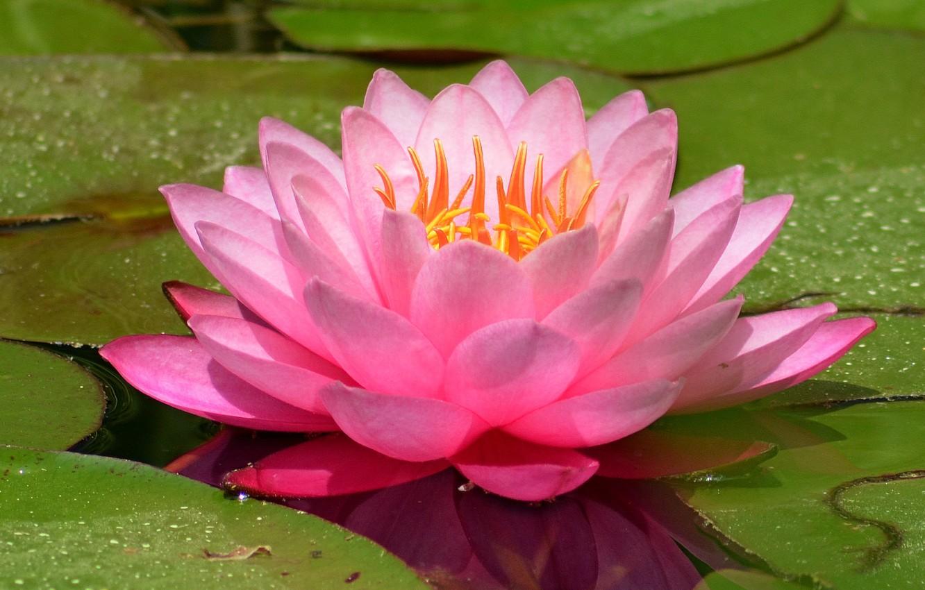 1332x850 Wallpaper Water lily, Water Lily, Pink lily image for desktop, section цветы
