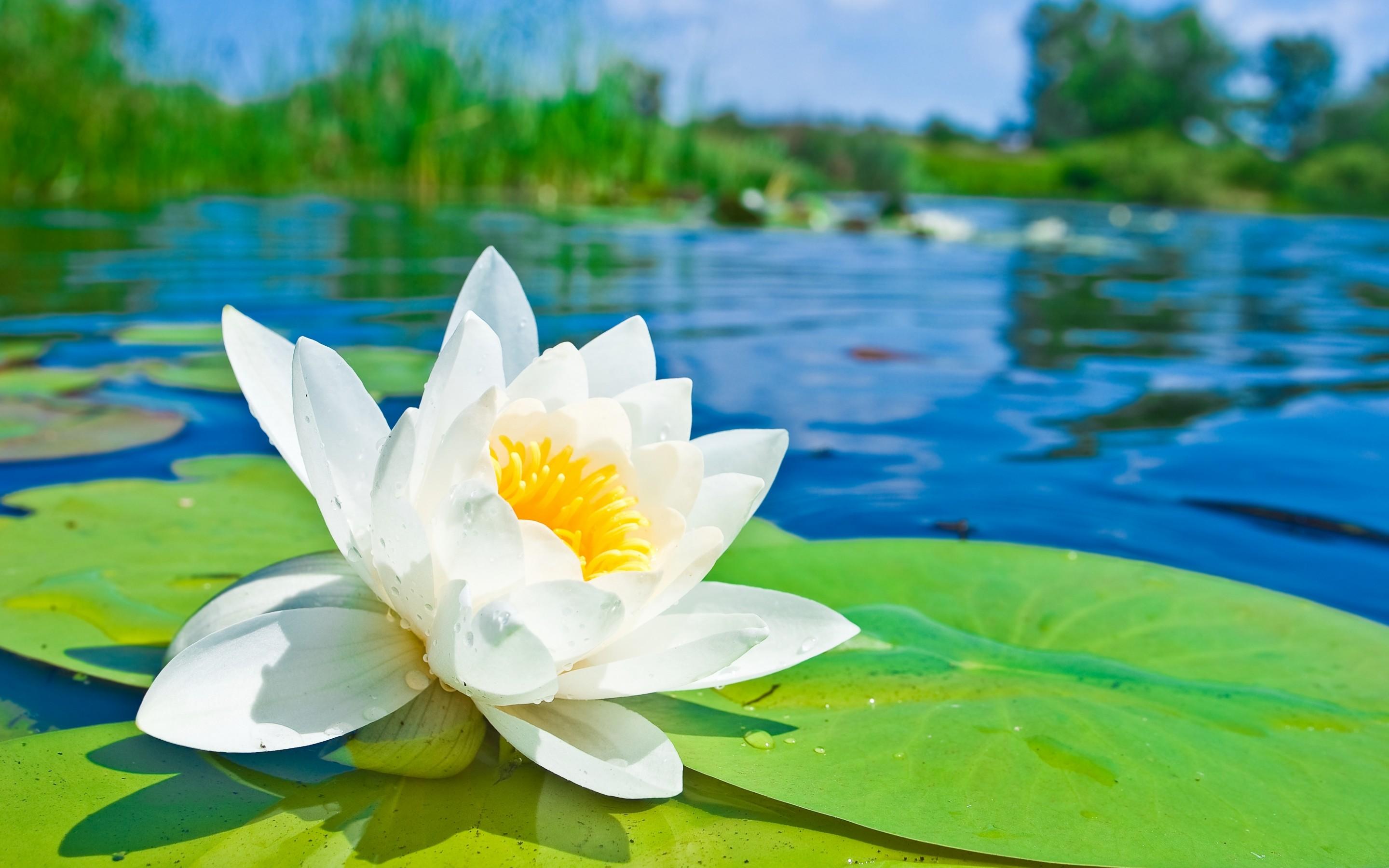 2880x1800 Water Lily HD Wallpaper and Background Image