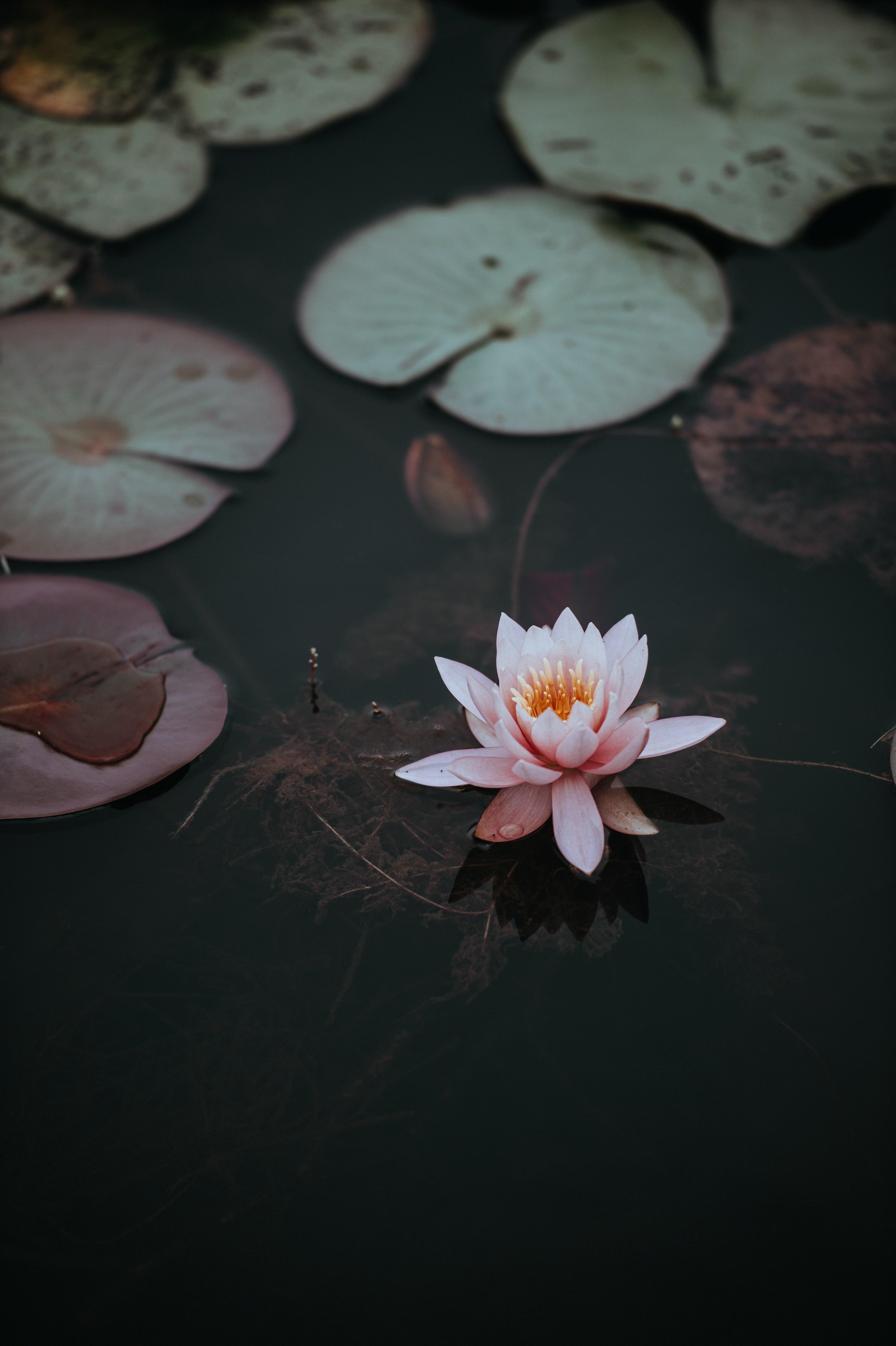 3280x4928 Wallpaper / a pink water lily next to lily pads on the dark surface of a pond, lily pad 4k wallpaper free download
