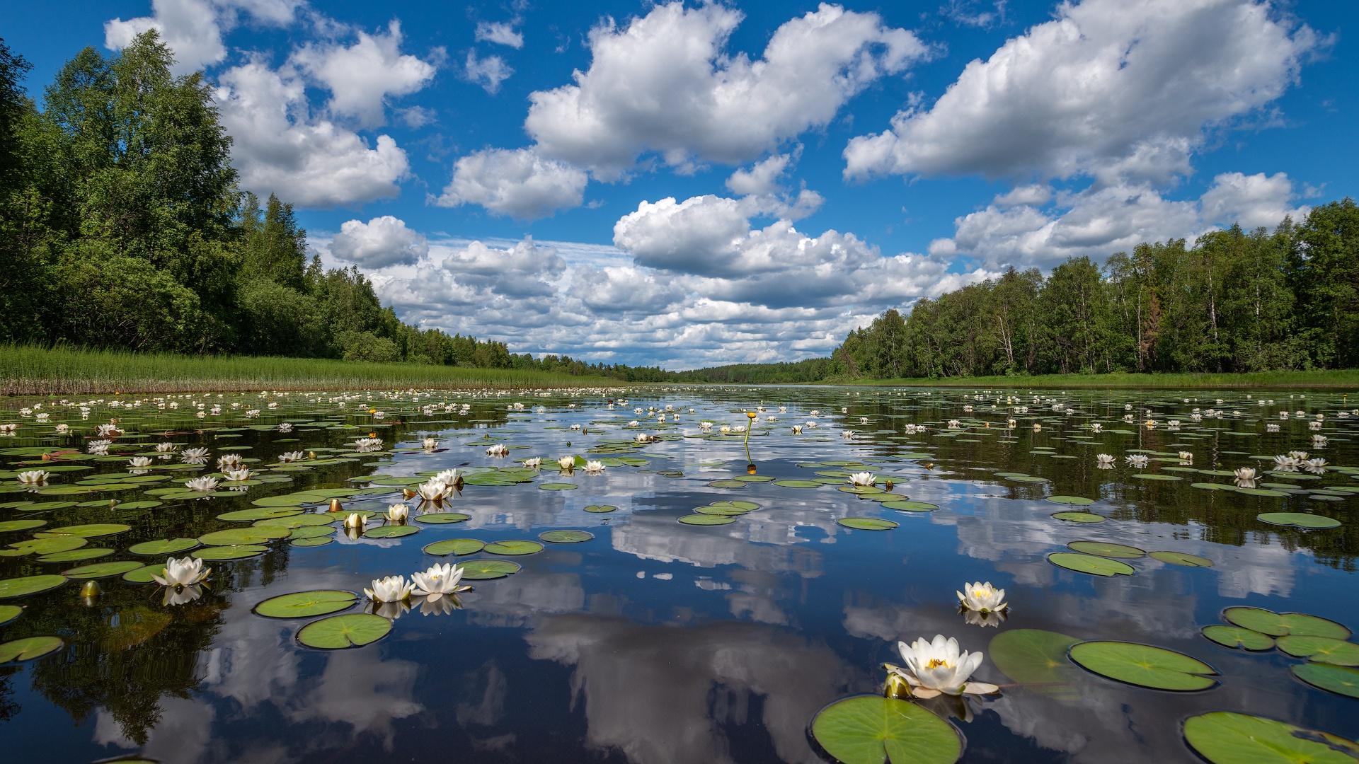 1920x1080 Water Lily HD Wallpaper and Background