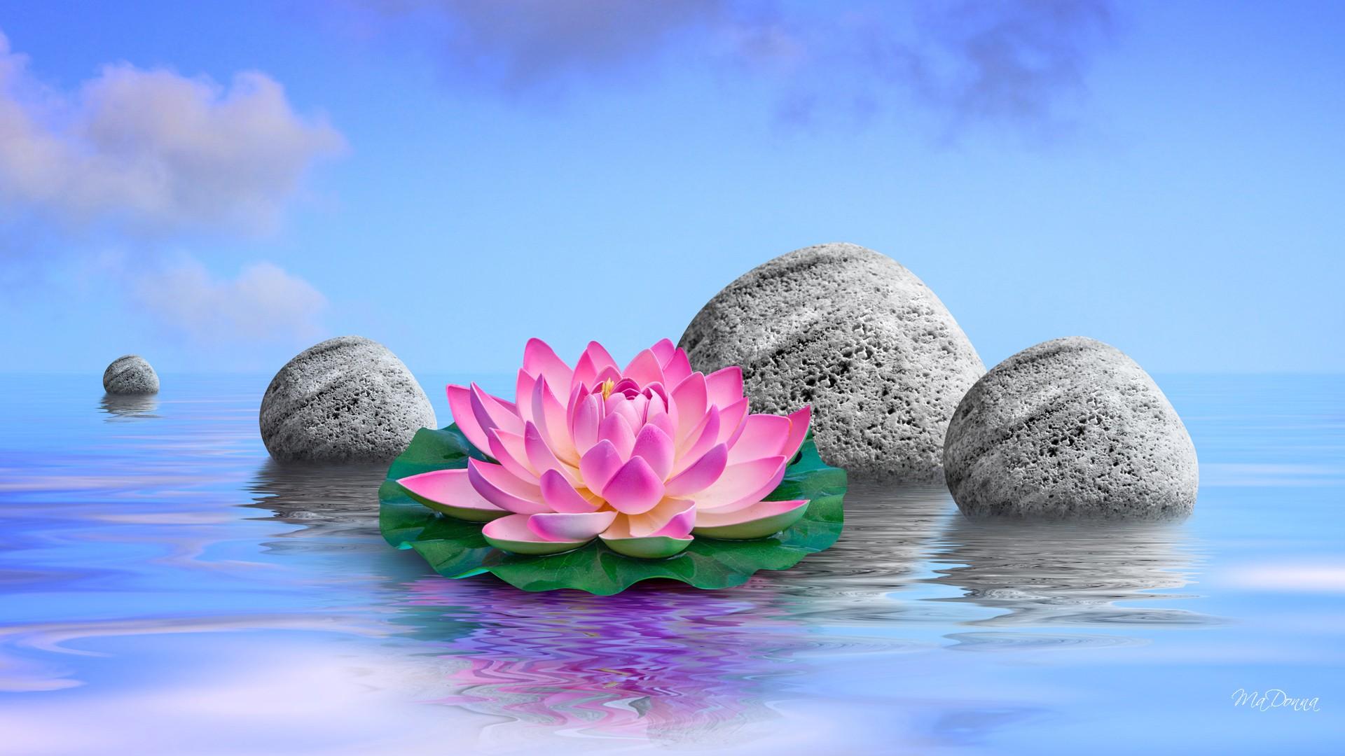 1920x1080 Free download Water Lily Queen desktop wallpaper WallpaperPixel [1920x1080] for your Desktop, Mobile & Tablet. Explore Water Lily Wallpaper. Lily Collins Wallpaper, Lily Wallpaper, Stargazer Lily Wallpaper