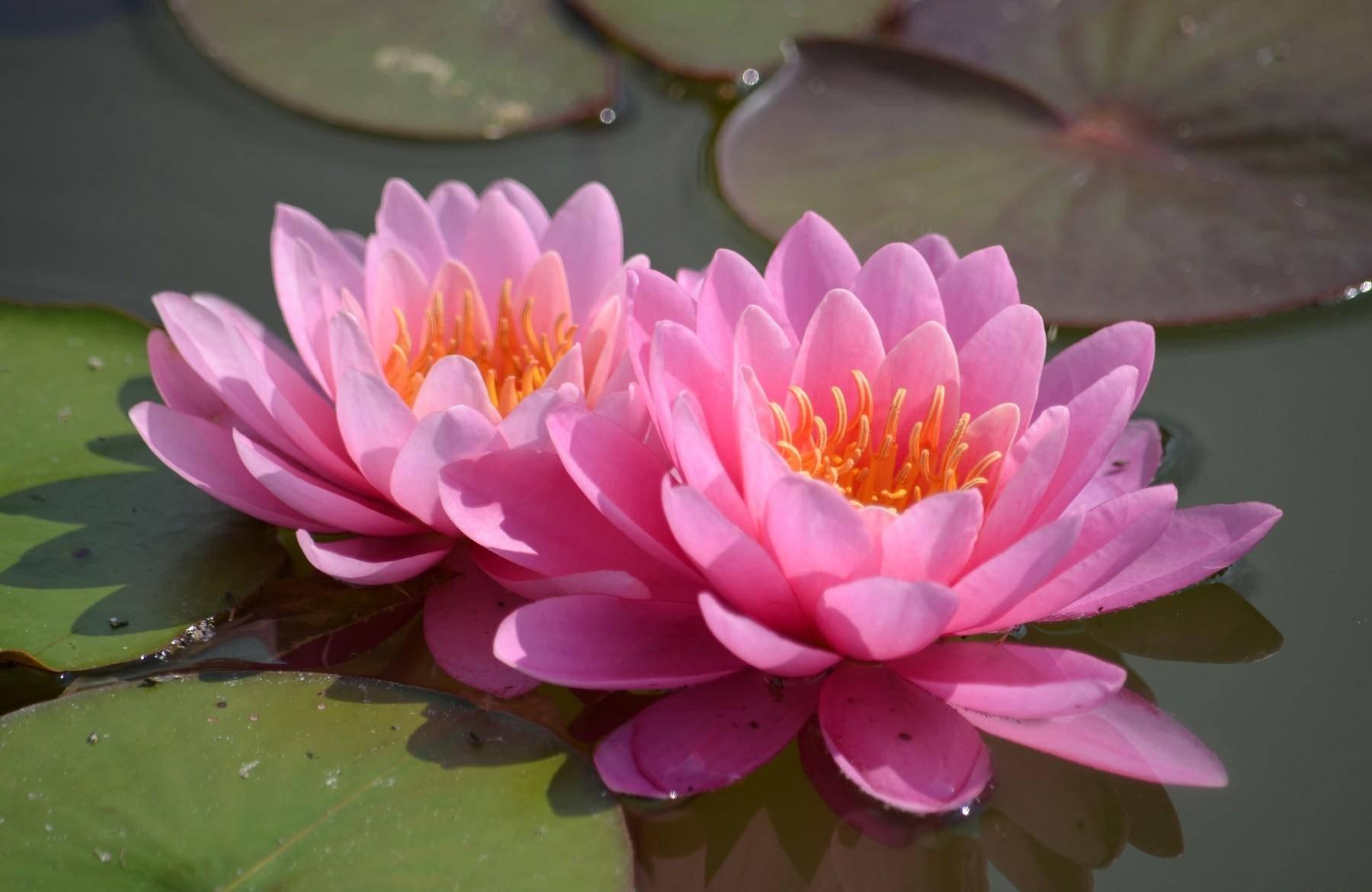 1800x1170 Download Floating Pink Water Lilies Wallpaper